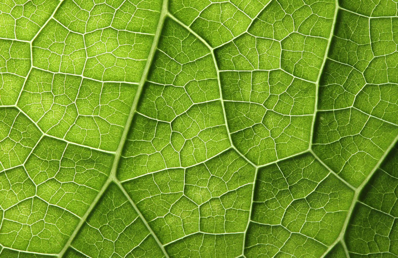 Leaf Texture Wallpapers - Top Free Leaf Texture Backgrounds