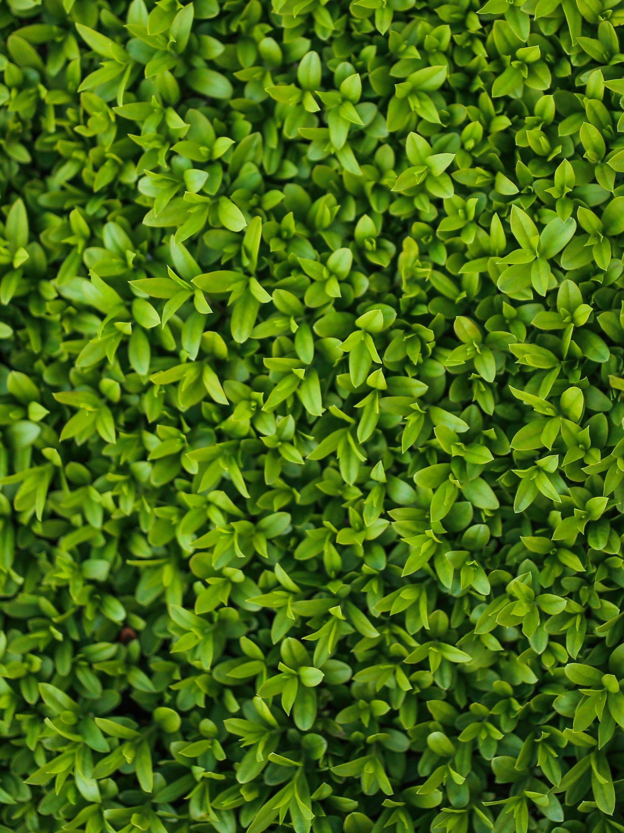 2048x2732 Tiny Leaves Texture Wallpaper, Android & Desktop Background