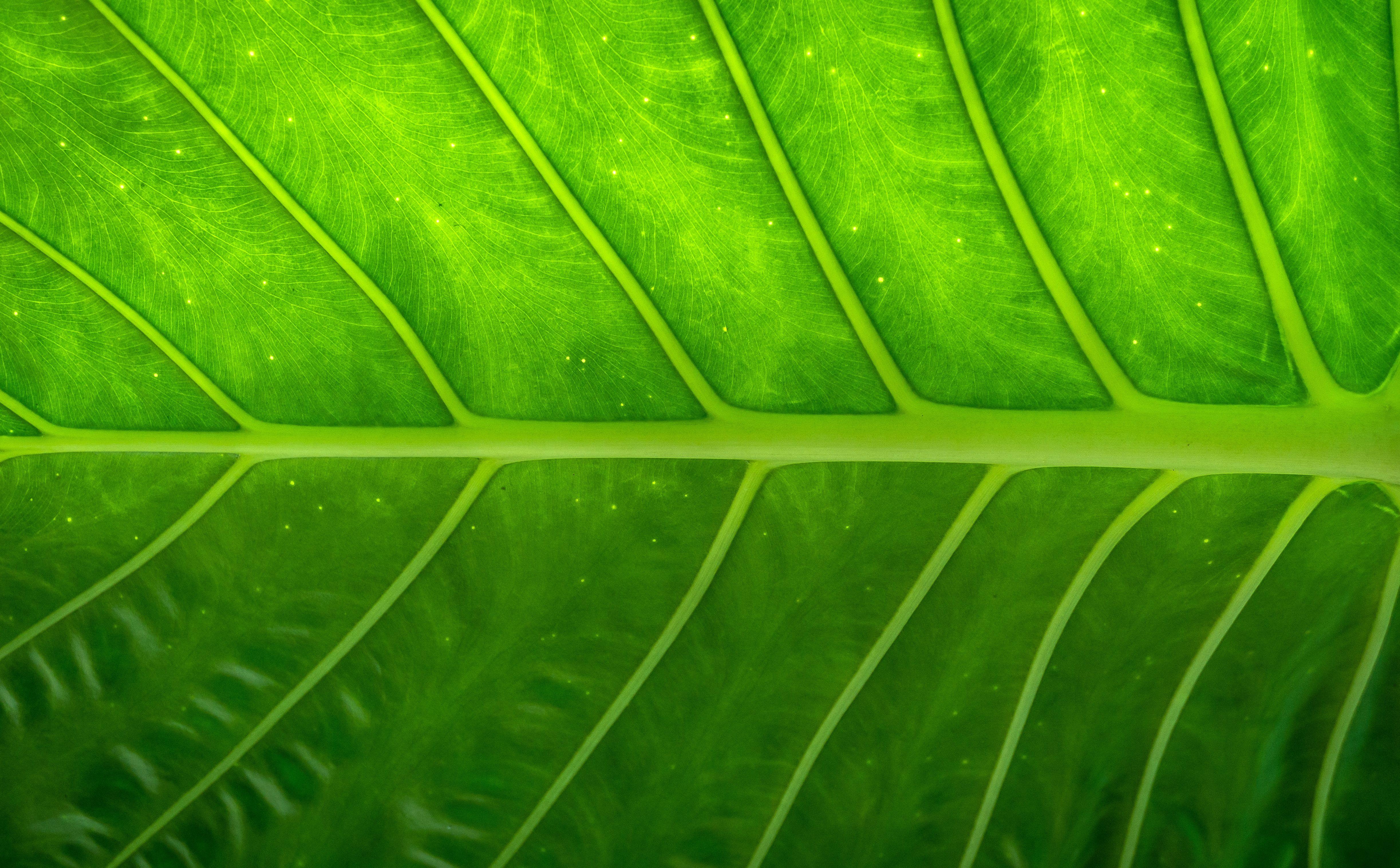 4891x3031 Wallpaper with green leaf texture free image