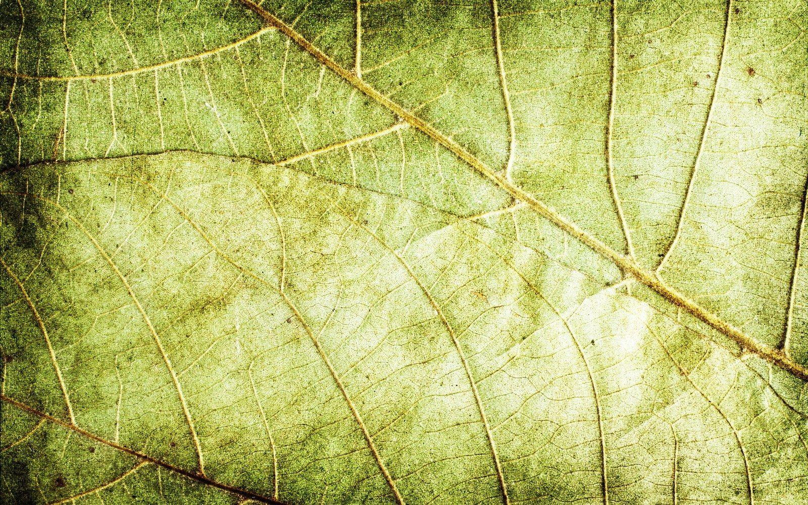 1600x1000 Leaves Texture Background 8432 8755 Hd Wallpaper. Tarbert Church Of Scotland