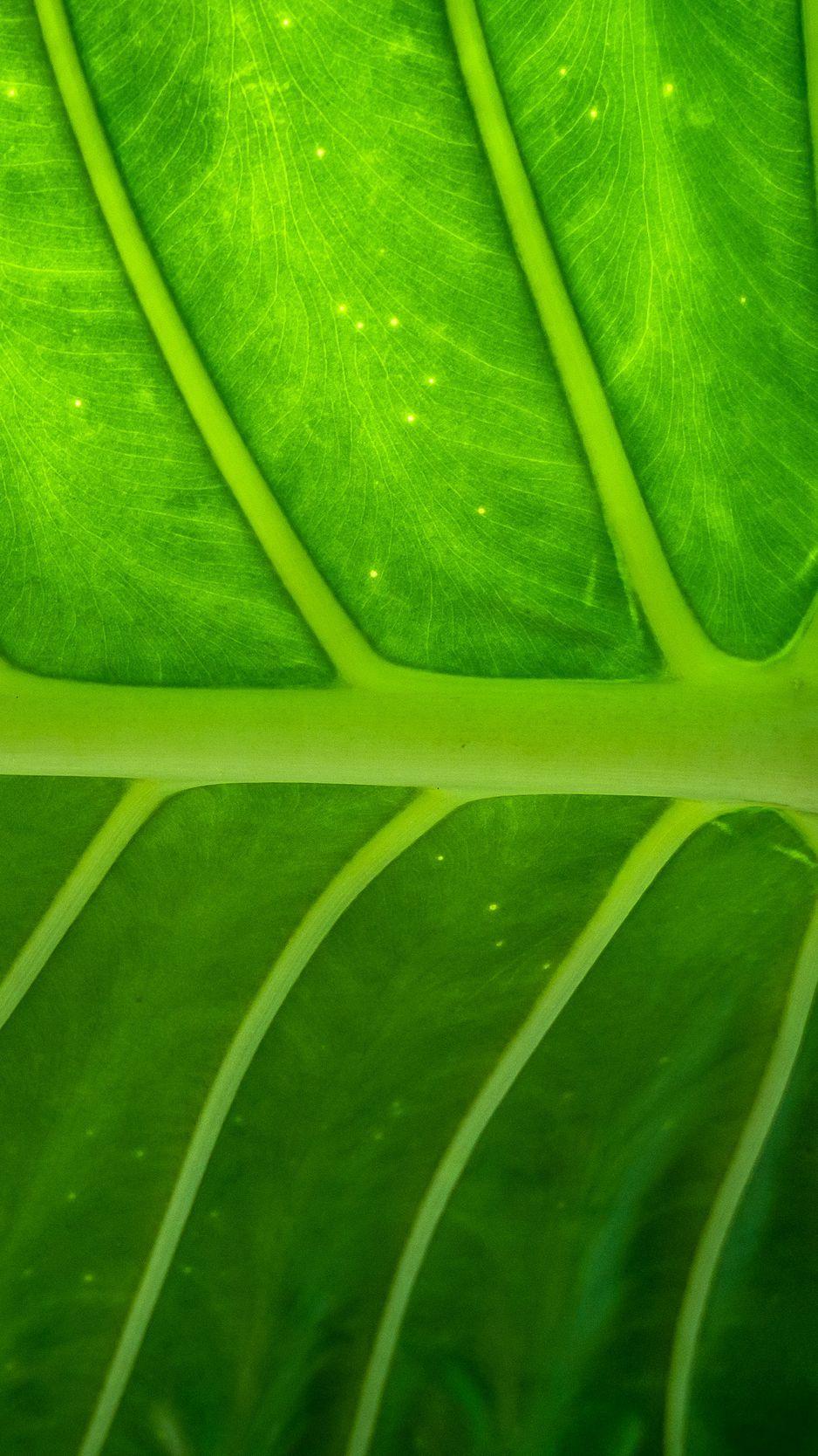 938x1668 Download Wallpaper 938x1668 Plant, Leaf, Texture Iphone 8 7 6s 6 For Parallax HD Background