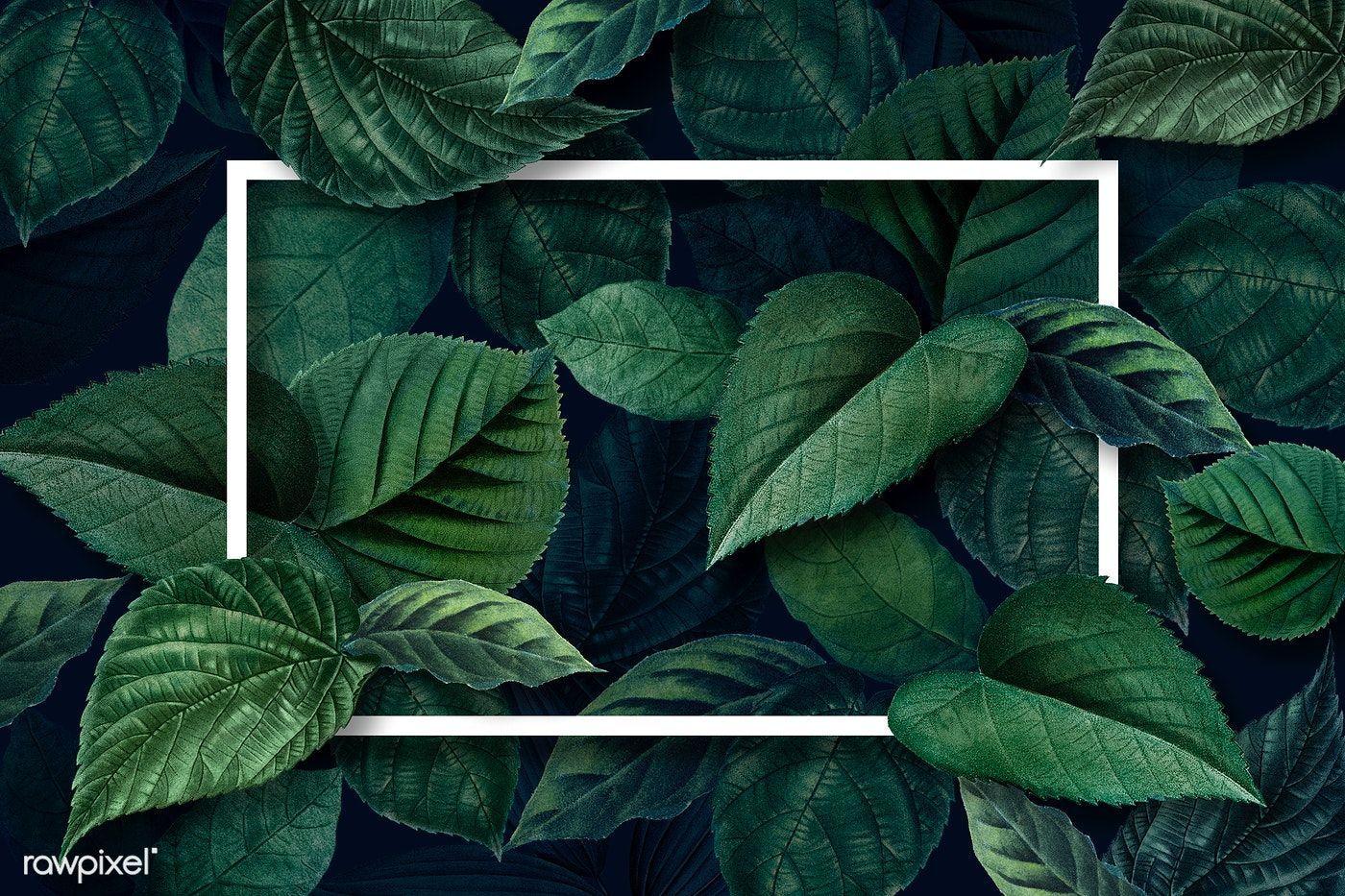 1400x933 Download premium psd of White frame on a metallic green leaves textured. Leaf texture, Textured background, Green leaves