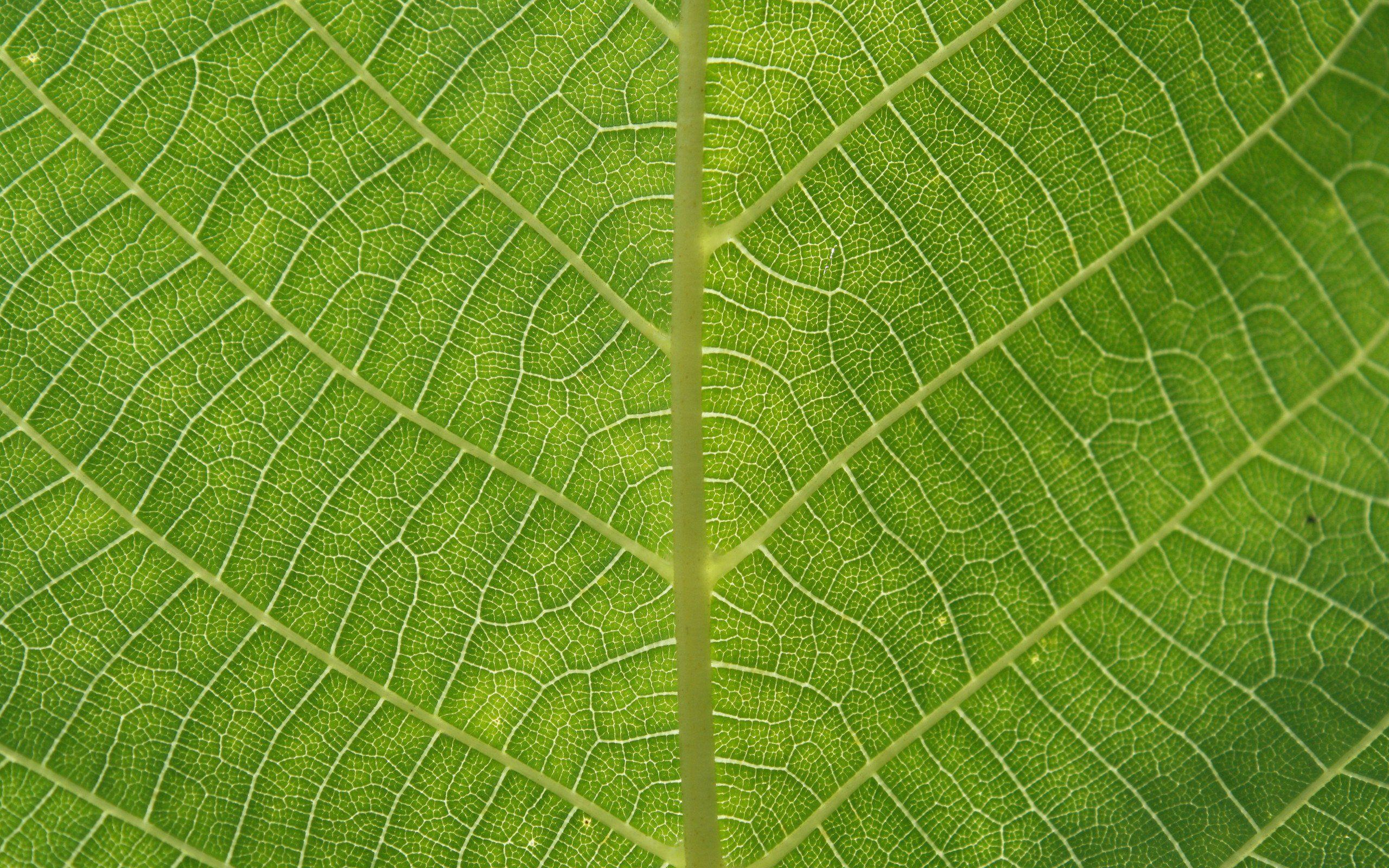 2560x1600 Excellent HD Texture Wallpaper. Textured background, Leaf texture, Leaf background