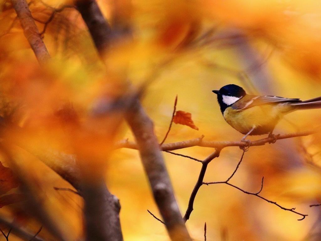 Autumn Beautiful Bird Wallpapers - Top Free Autumn Beautiful Bird ...