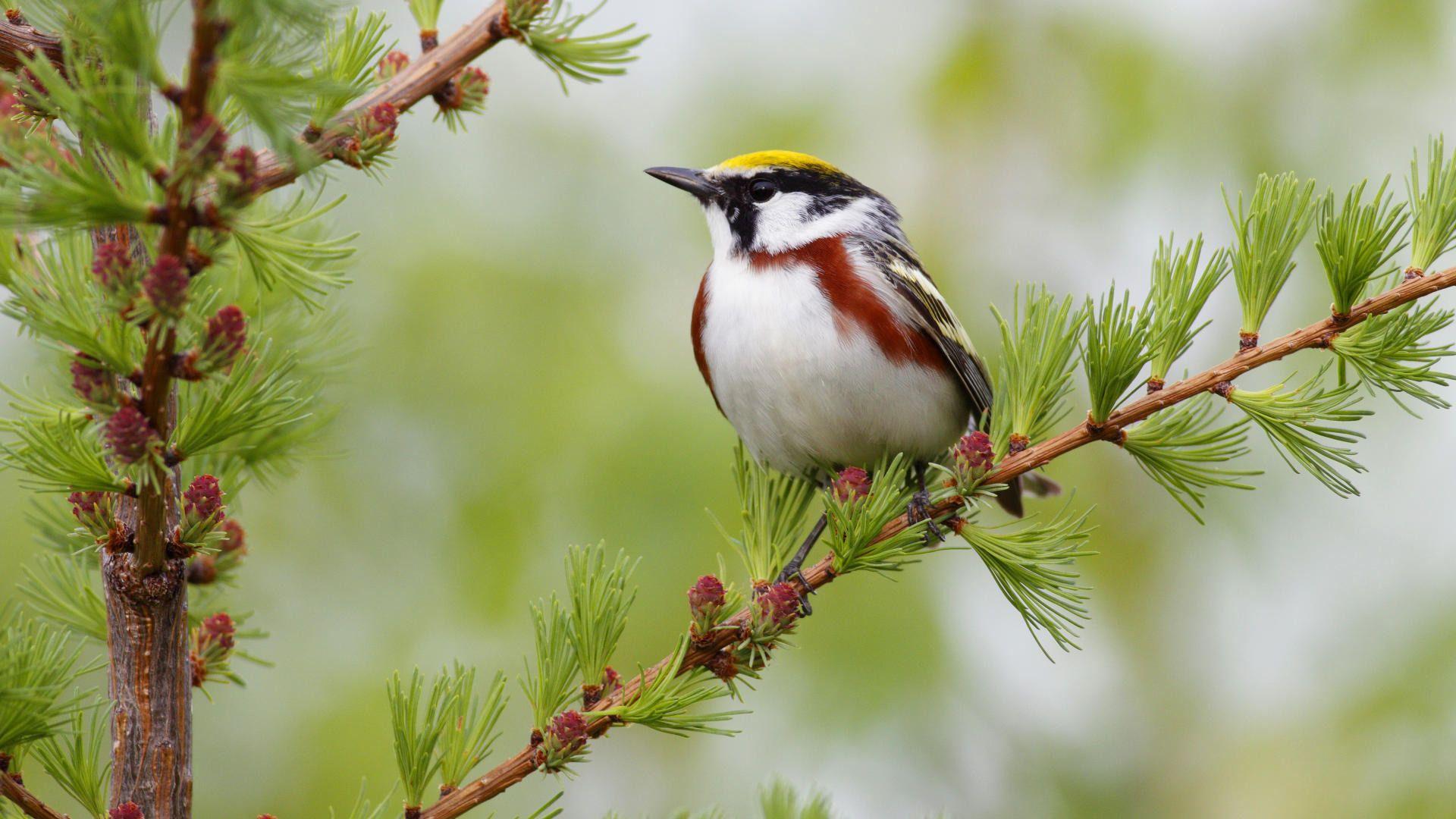 Autumn Beautiful Bird Wallpapers - Top Free Autumn Beautiful Bird ...