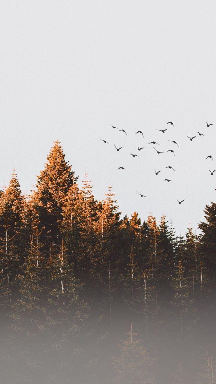 720x1280 Trees, nature, dawn, sunrise, birds, 720x1280 wallpaper. Landscape wallpaper, Nature photography, Fall wallpaper