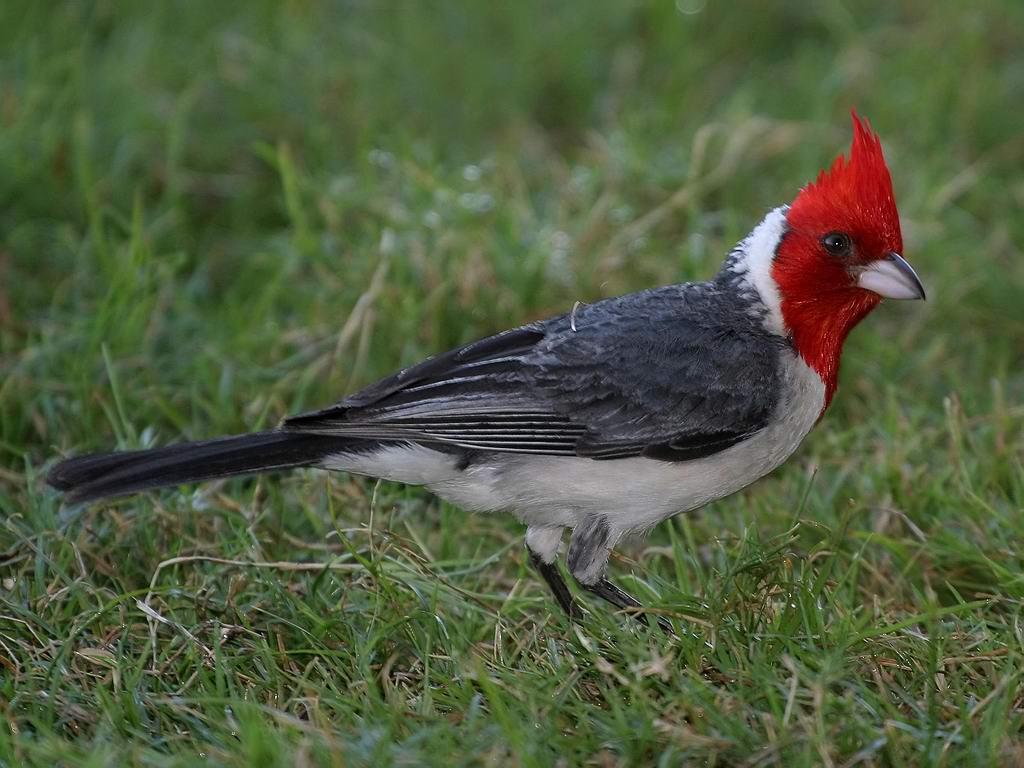 1024x768 Cardinal Bird Wallpaper Desktop