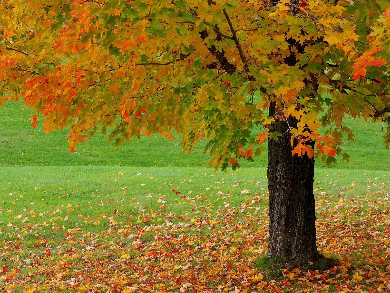 1600x1200 Beautiful Autumn Season Wallpaper. All HD Wallpaper