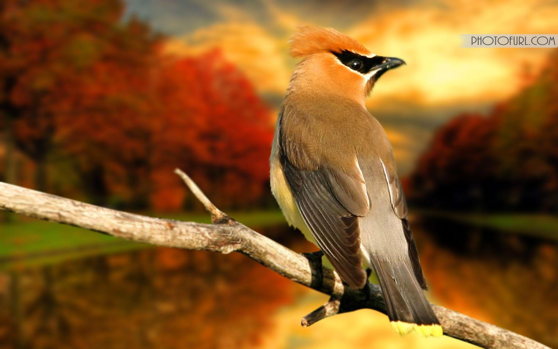 Autumn Beautiful Bird Wallpapers - Top Free Autumn Beautiful Bird ...