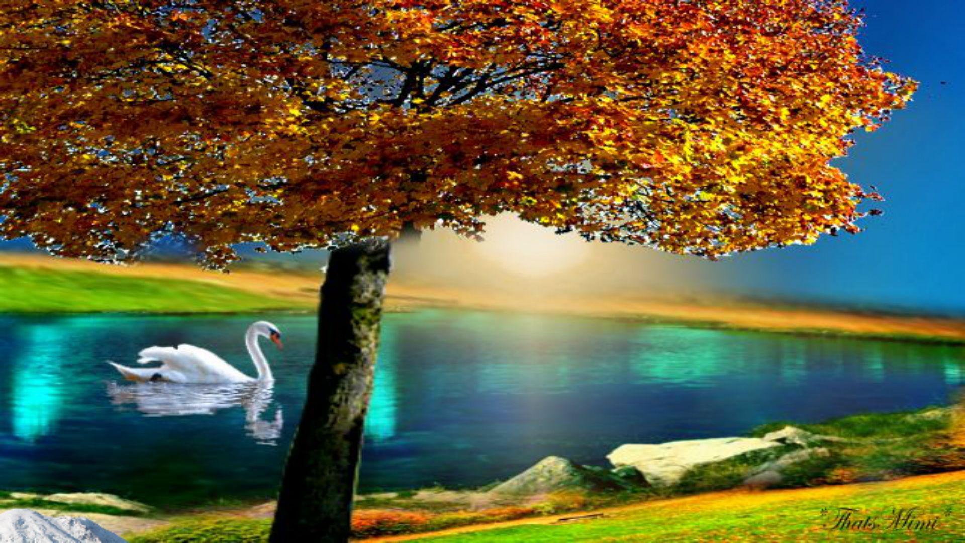1920x1080 Autumn tree colors lake fall beautiful swan HD Wallpaper 1070 - Autumn Tree HD Wallpaper