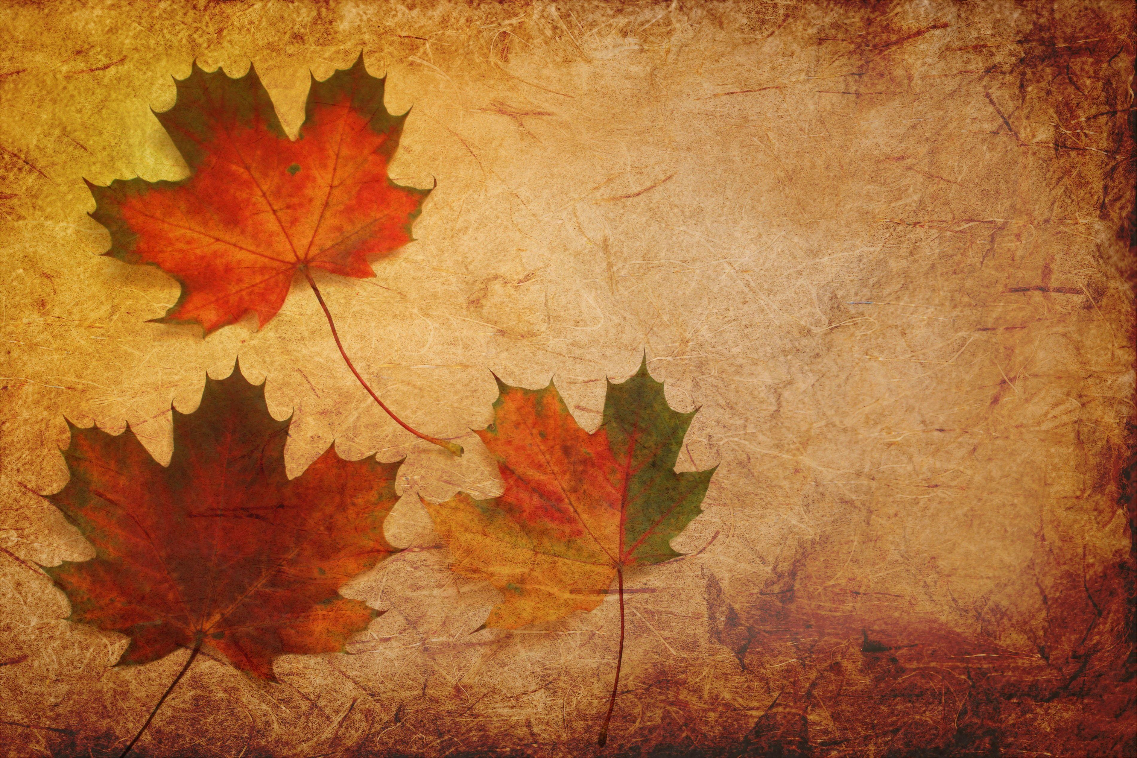 3800x2533 Maple Leaves Texture Background, HD Others, 4k Wallpaper, Image, Background, Photo and Picture