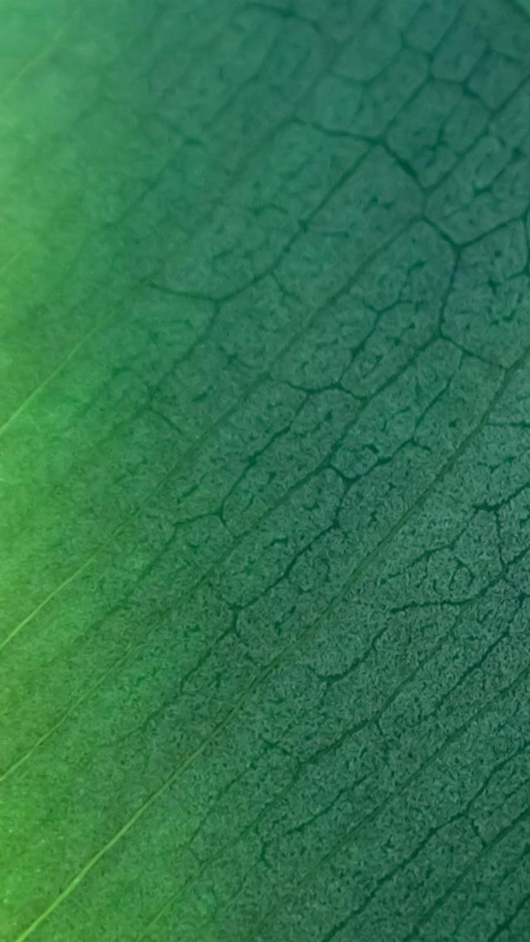 1080x1920 Pure Clear Leaf Texture Background iPhone 6 Wallpaper Download. iPhone Wallpaper, iPa. iPhone wallpaper texture, iPhone background wallpaper, Textured wallpaper