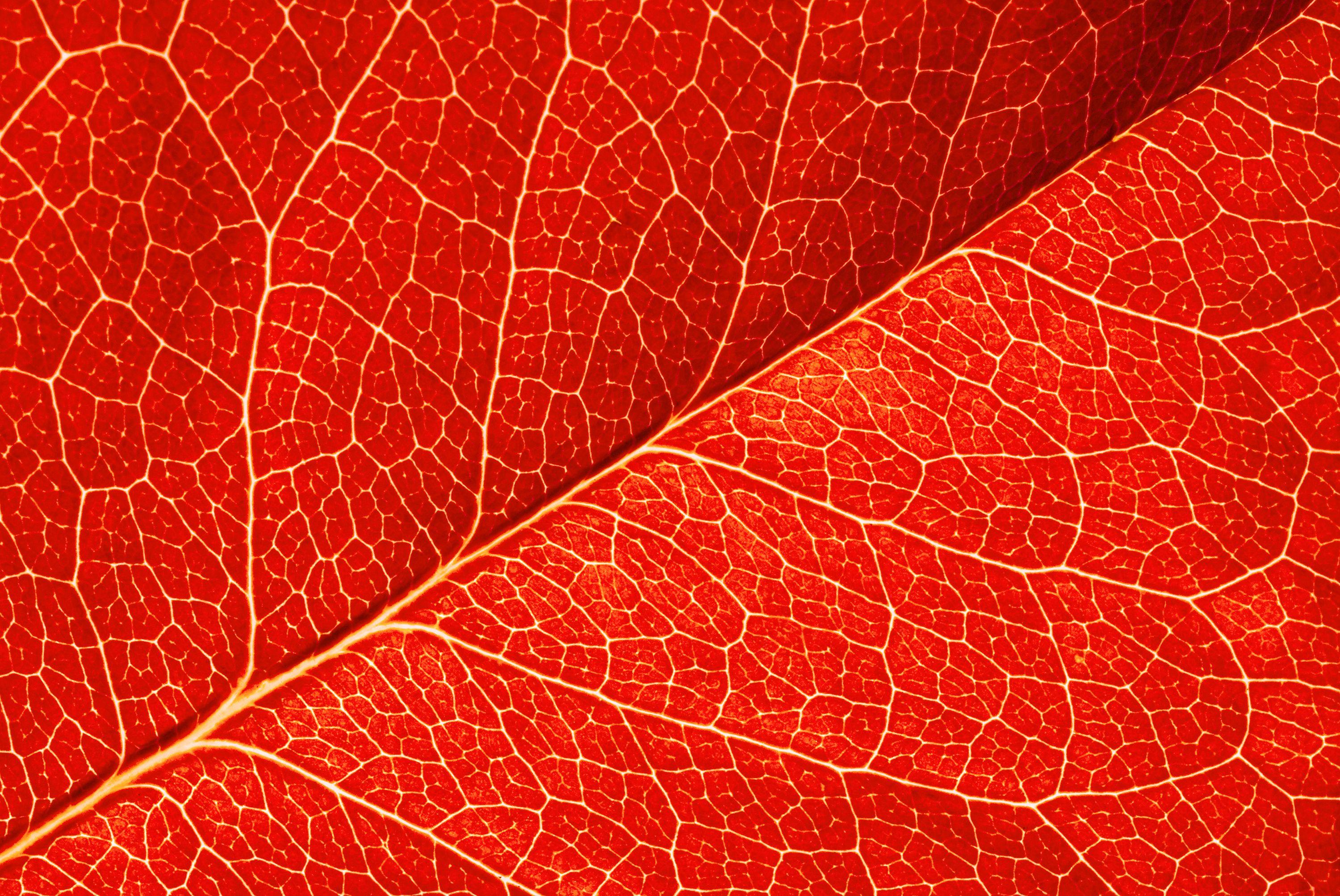 Leaf Texture Wallpapers - Top Free Leaf Texture Backgrounds ...