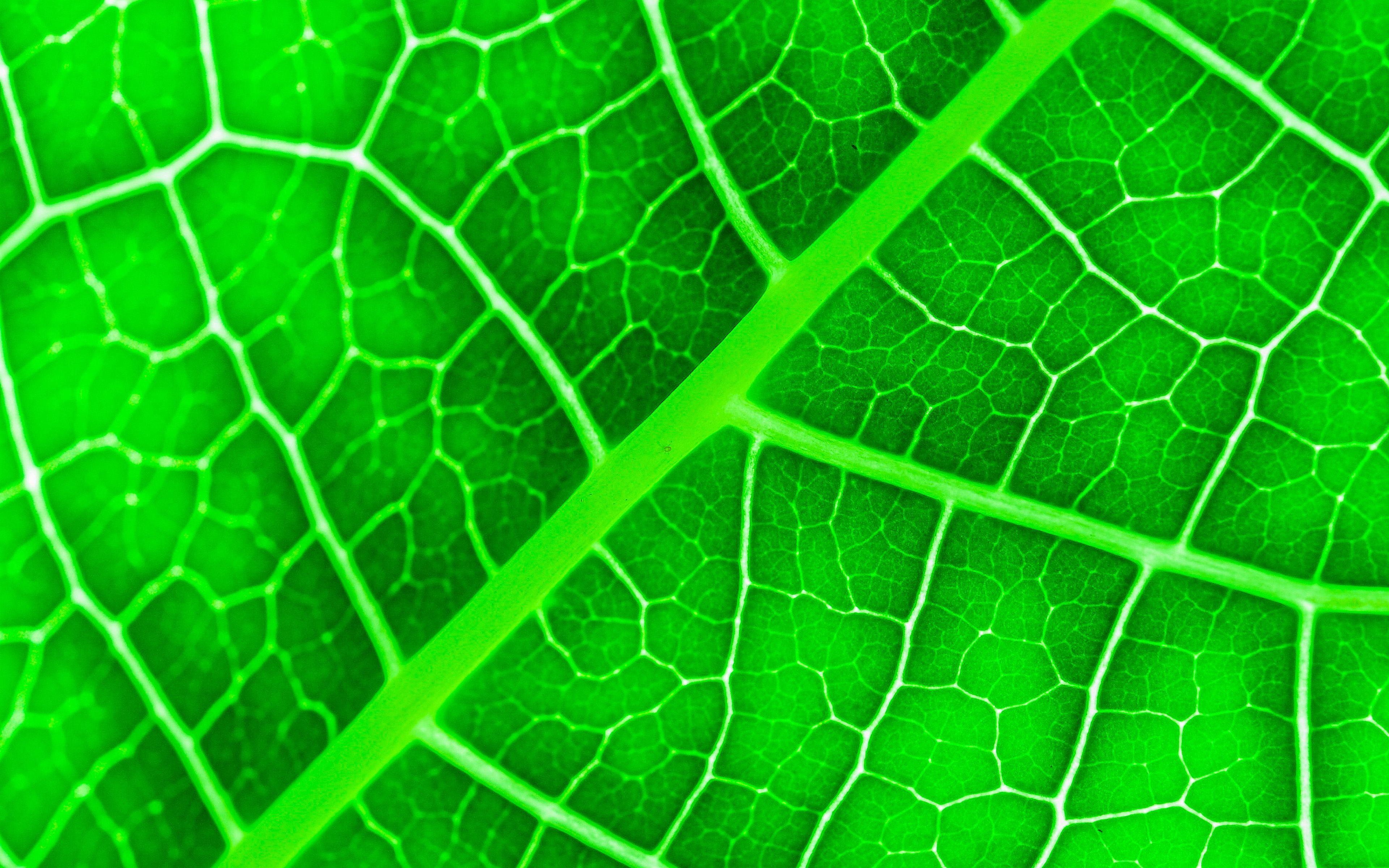 3840x2400 Download Wallpaper Green Leaves Texture, 4k, Close Up, Leaves, Leaves Texture, Green Leaves, Green Leaf, Macro, Leaf Pattern, Leaf Textures For Desktop With Resolution 3840x2400. High Quality HD Picture Wallpaper