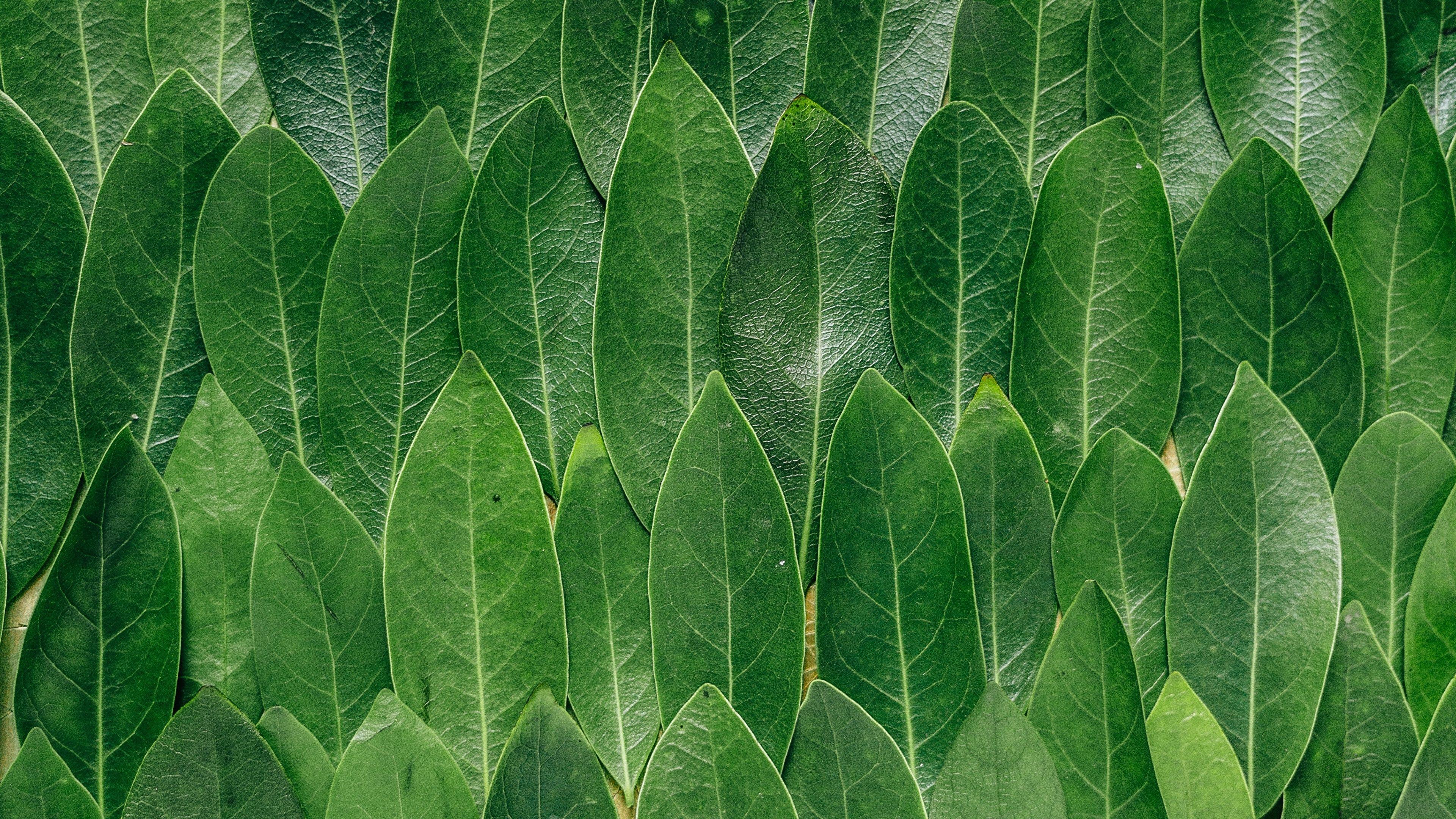 3840x2160 Picture Leaf Texture Leaves Green Nature 3840x2160
