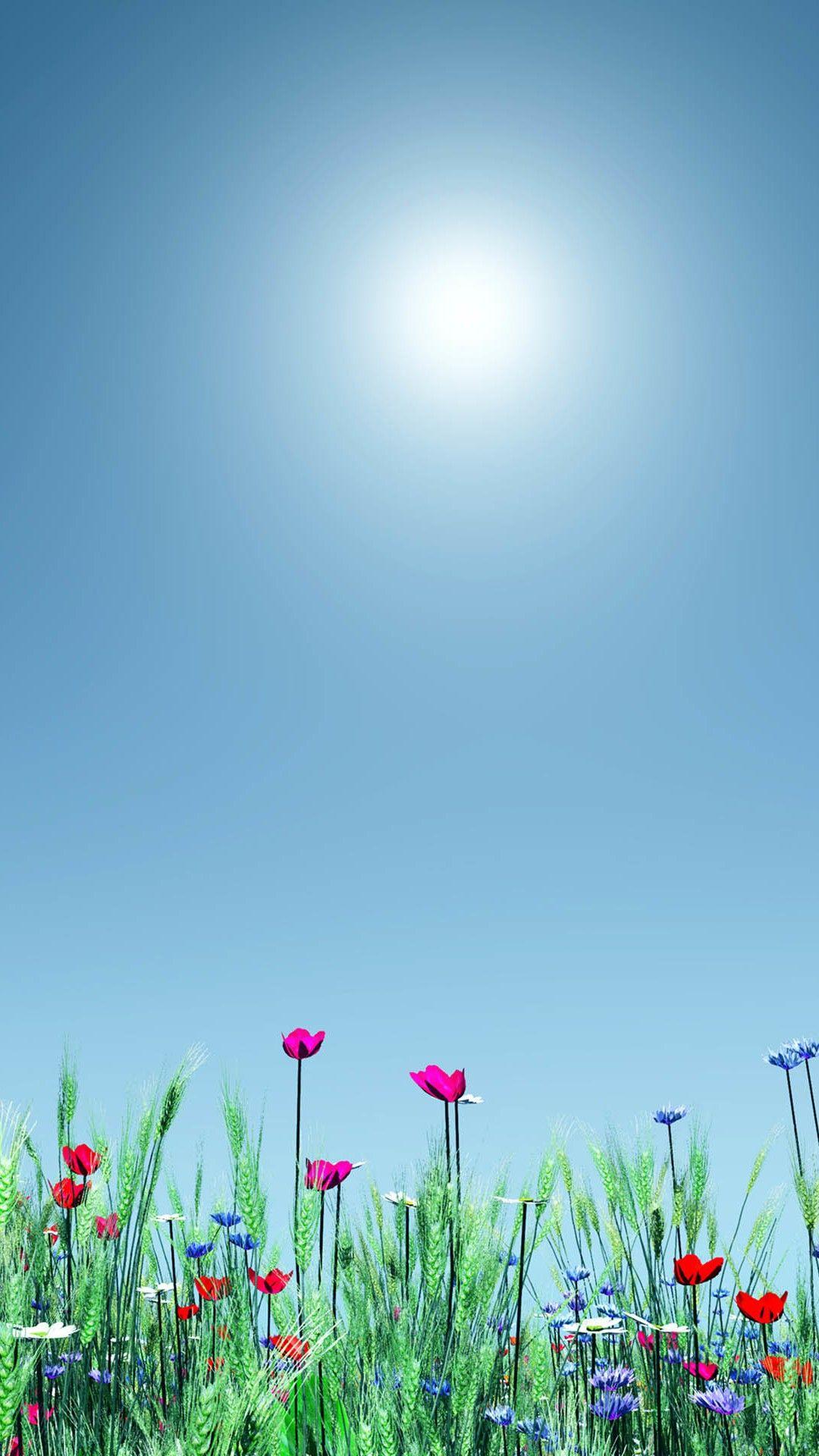1080x1920 Little Wild Flower Sunshine Bright Scenery Hình nền iPhone 8 Tải xuống miễn phí