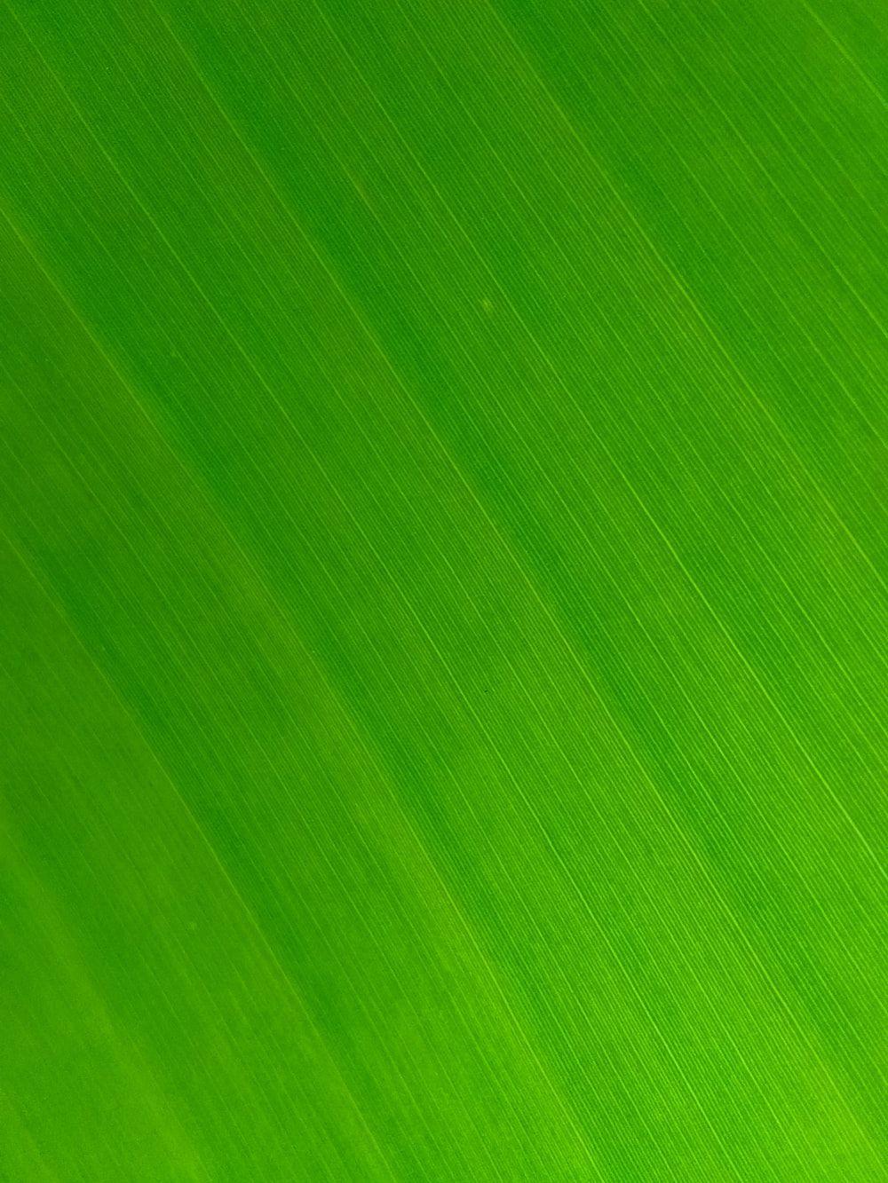 1000x1333 Leaf Texture Picture. Download Free Image