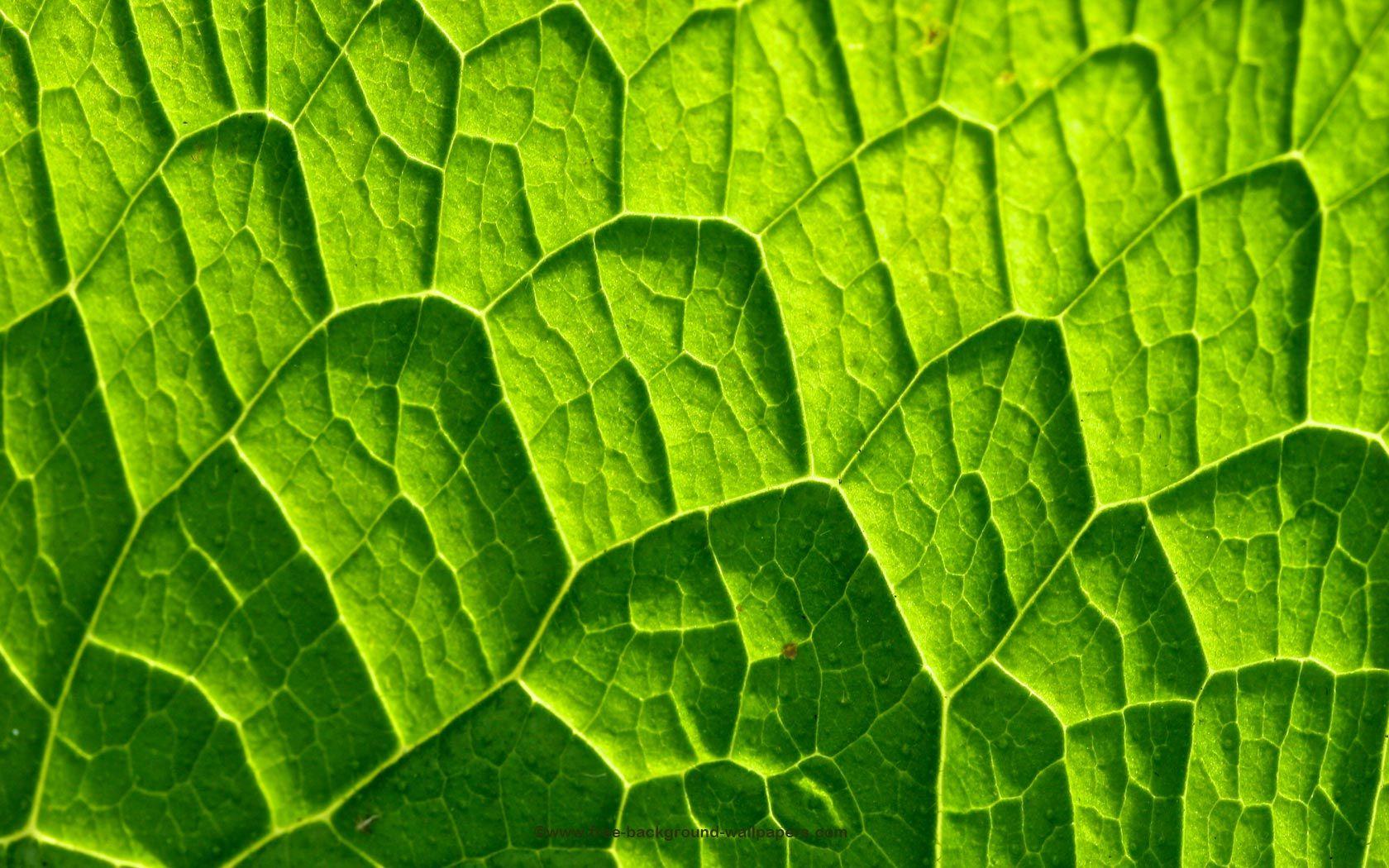 Leaf Texture Wallpapers - Top Free Leaf Texture Backgrounds ...