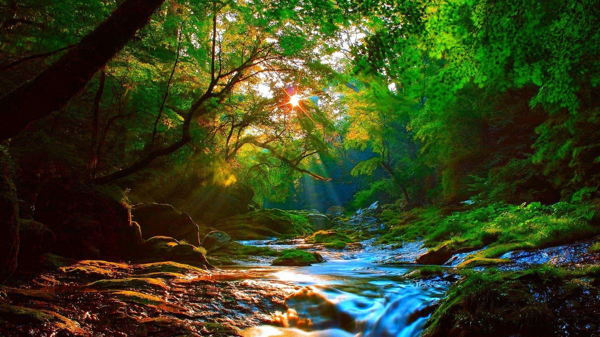 1920x1080 Forest River Wallpaper Free HD Wallpaper