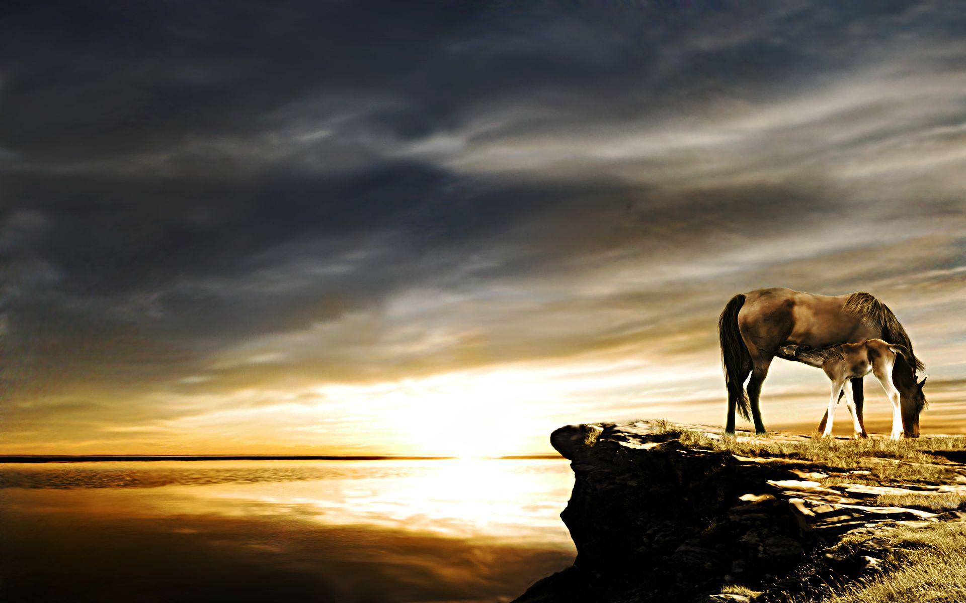 1920x1200 Horse wallpaper Brumbies. Wallpaper Wallpaper 95831