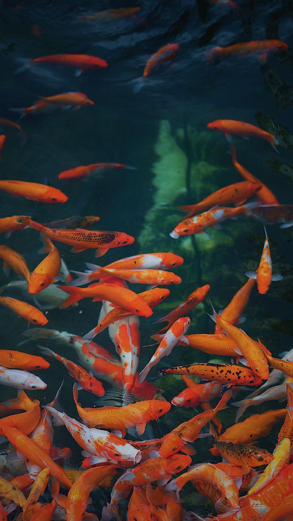Koi Fish iPhone Wallpapers Top Free Koi Fish iPhone Backgrounds
