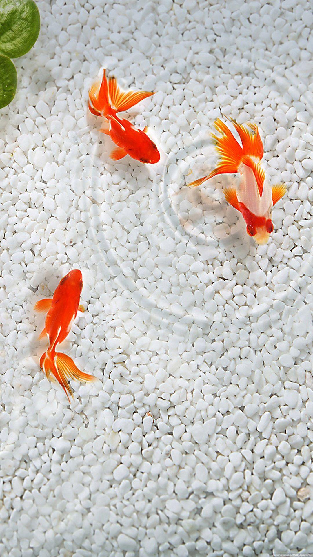 1080x1920 Japanese Fish Wallpaper Wp4006072 Data Src Koi Fish