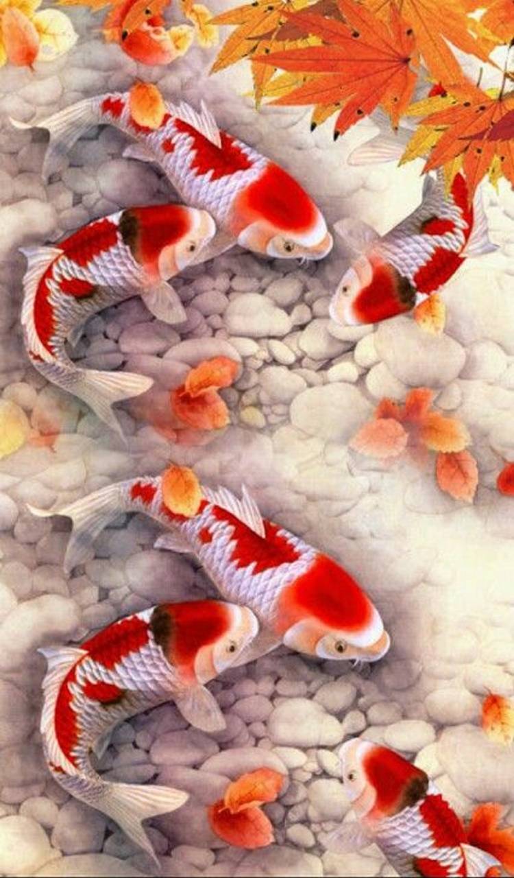 Koi Fish iPhone Wallpapers Top Free Koi Fish iPhone Backgrounds