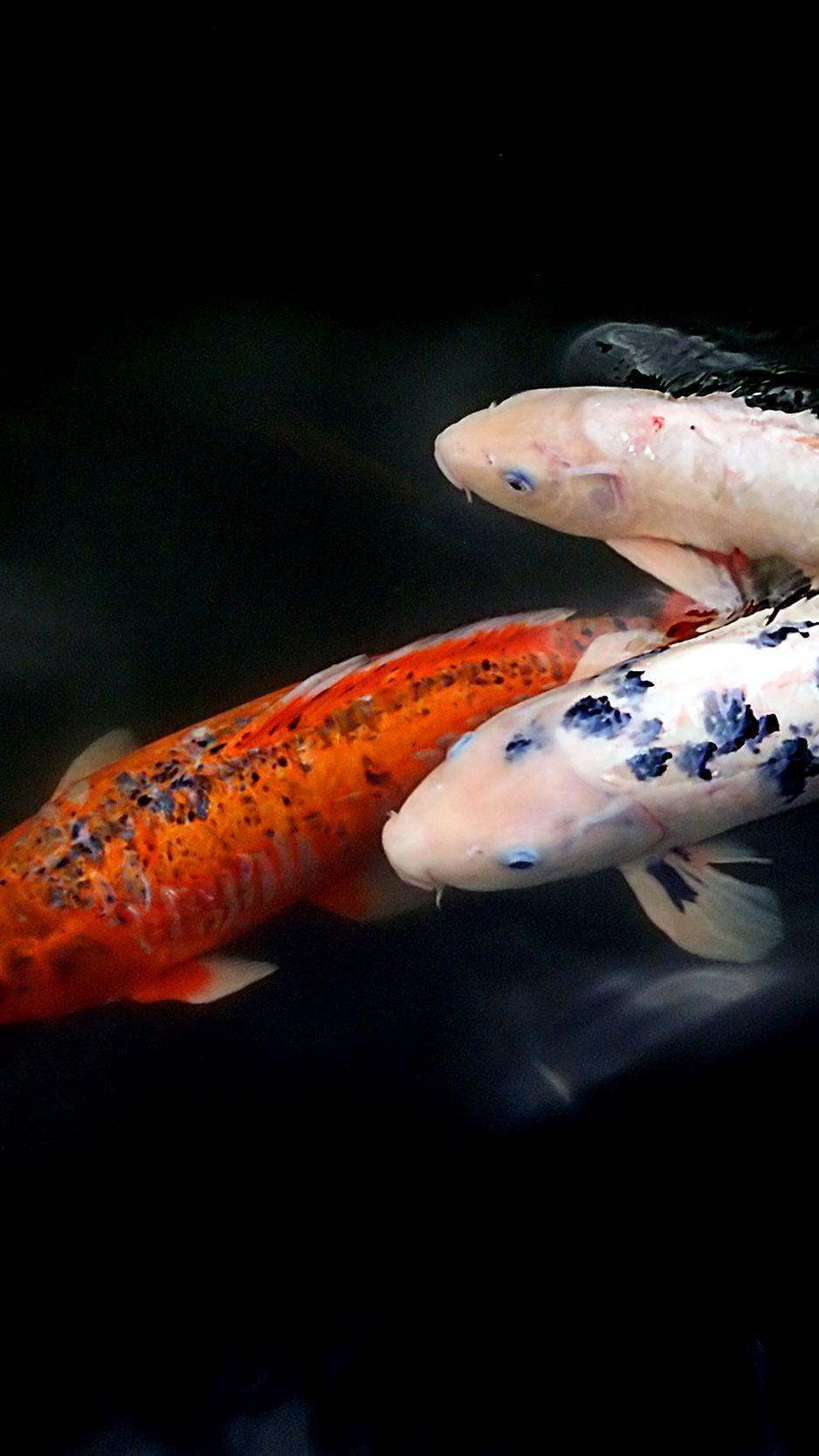 938x1668 Download Wallpaper 938x1668 Koi Fish, Fish, Water, Ripples Iphone 8 7 6s 6 For Parallax HD Background
