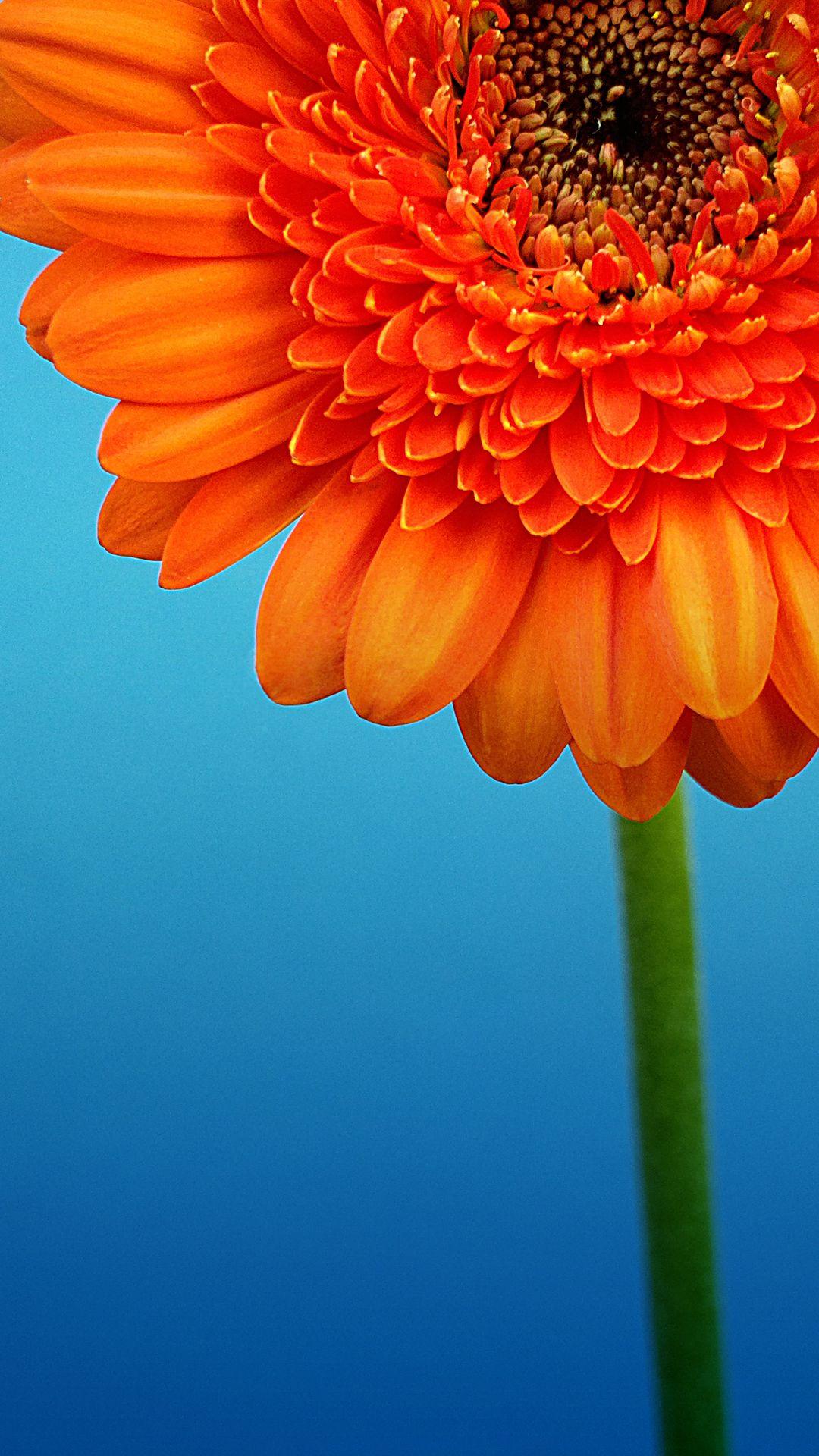 1080x1920 Wallpaper for Lumia 930
