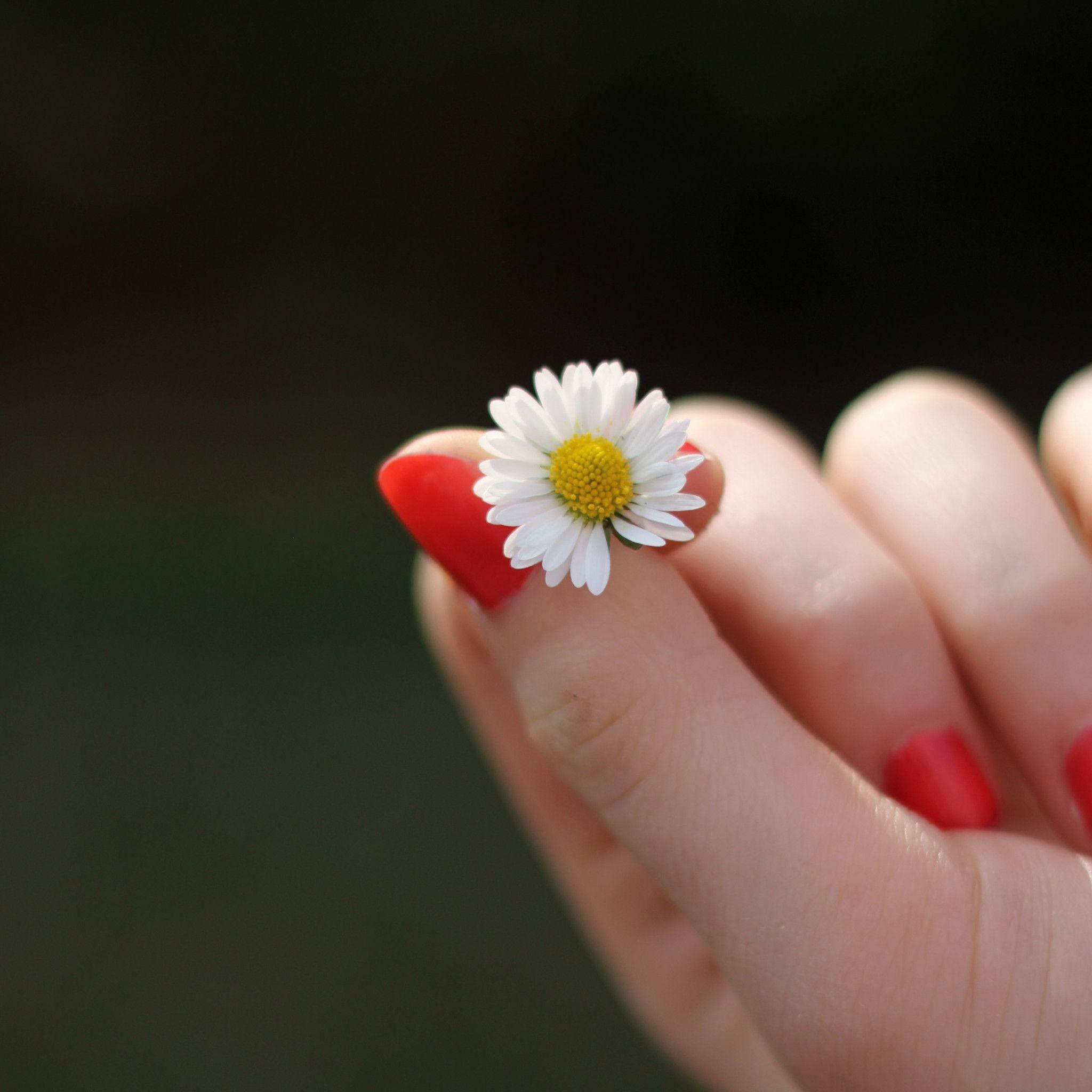 2048x2048 Download wallpaper: Girl with red nails and a daisy flower 2048x2048