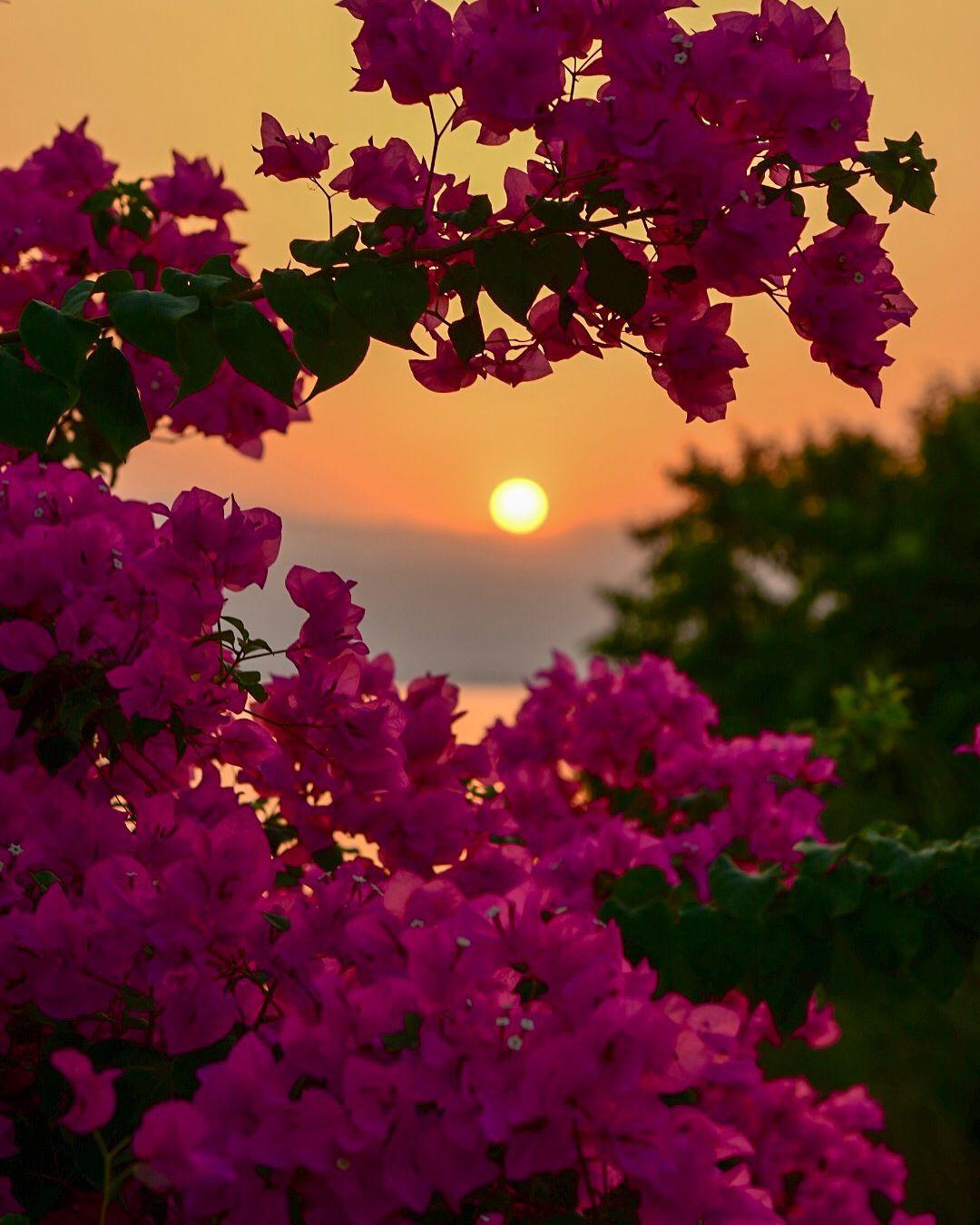 1080x1350 Image may contain: plant, flower, sky, tree, nature and outdoor. Beautiful nature wallpaper, Flowers photography, Beautiful flowers wallpaper