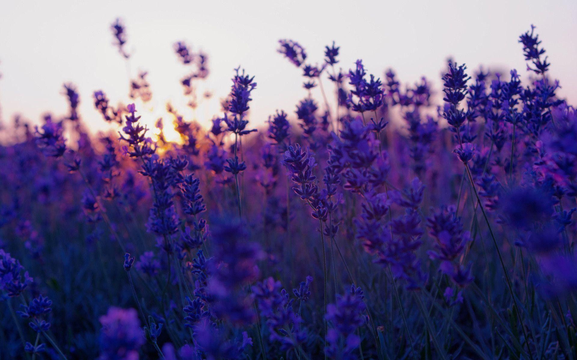 1920x1200 Lavender Flower Wallpaper