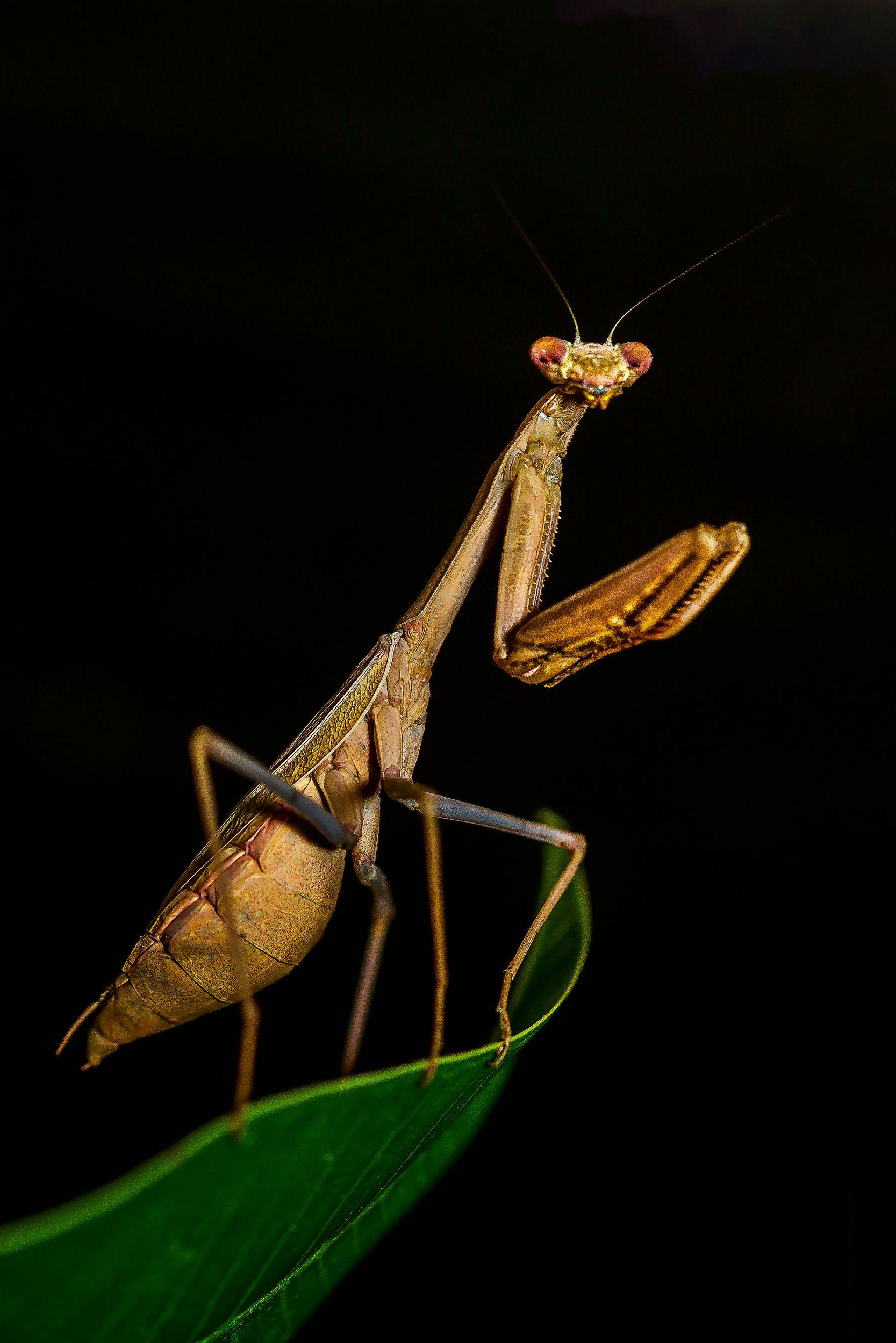 1667x2500 Brown Praying Mantis In Close Up Photography · Free