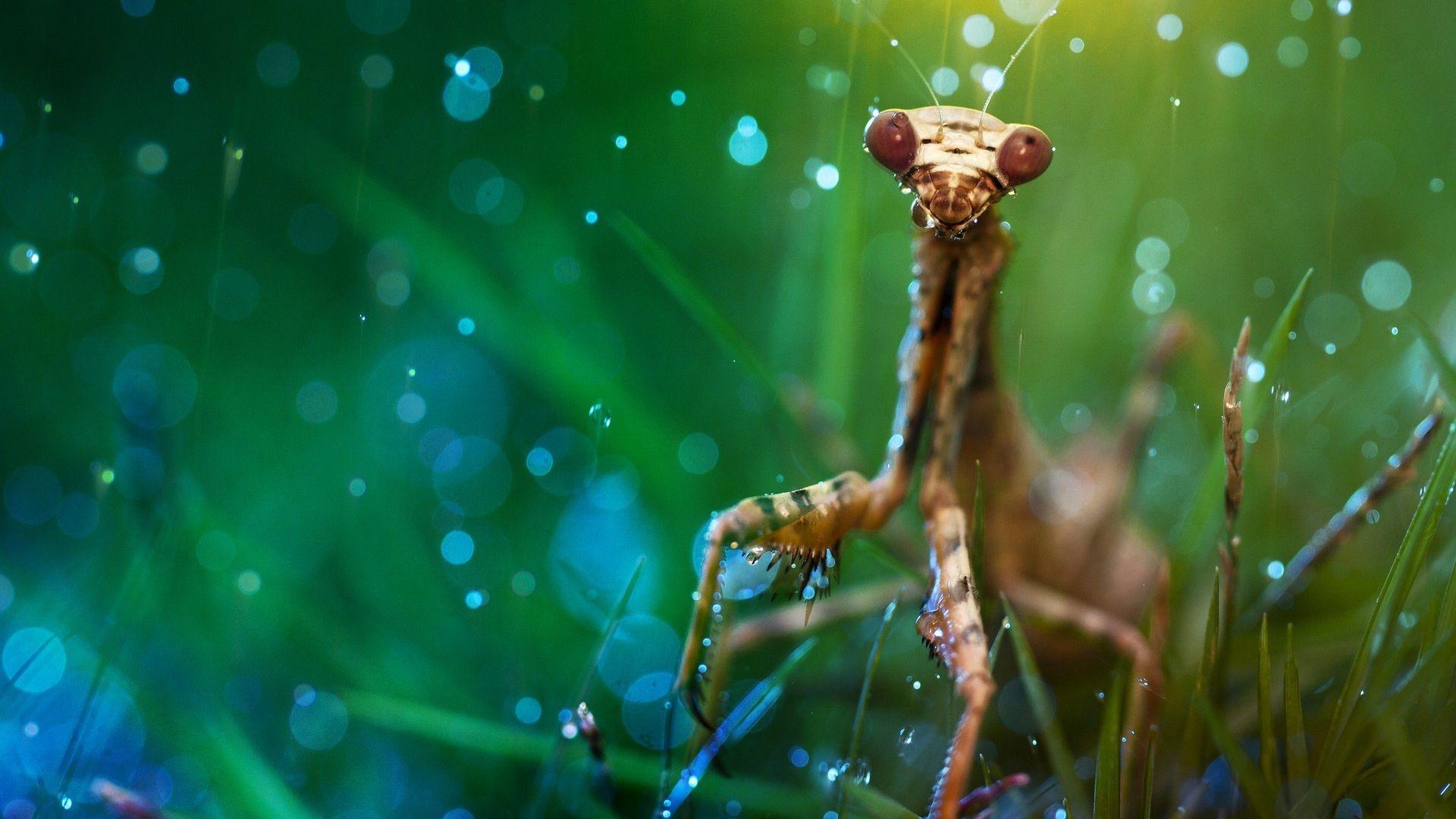 1920x1080 Praying Mantis s wallpaperx1080