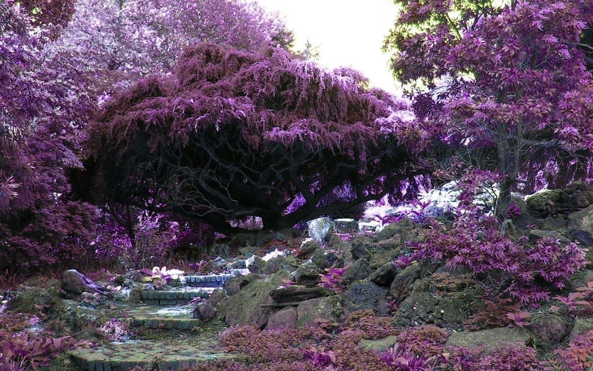 1920x1200 Forests: Japan Spring Garden Purple Forest Japanese HD 3D Wallpaper