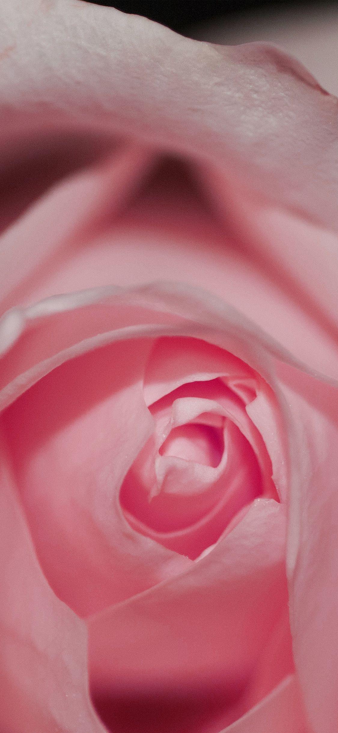 1125x2436 Flower Pink Rose Love Red Wallpaper