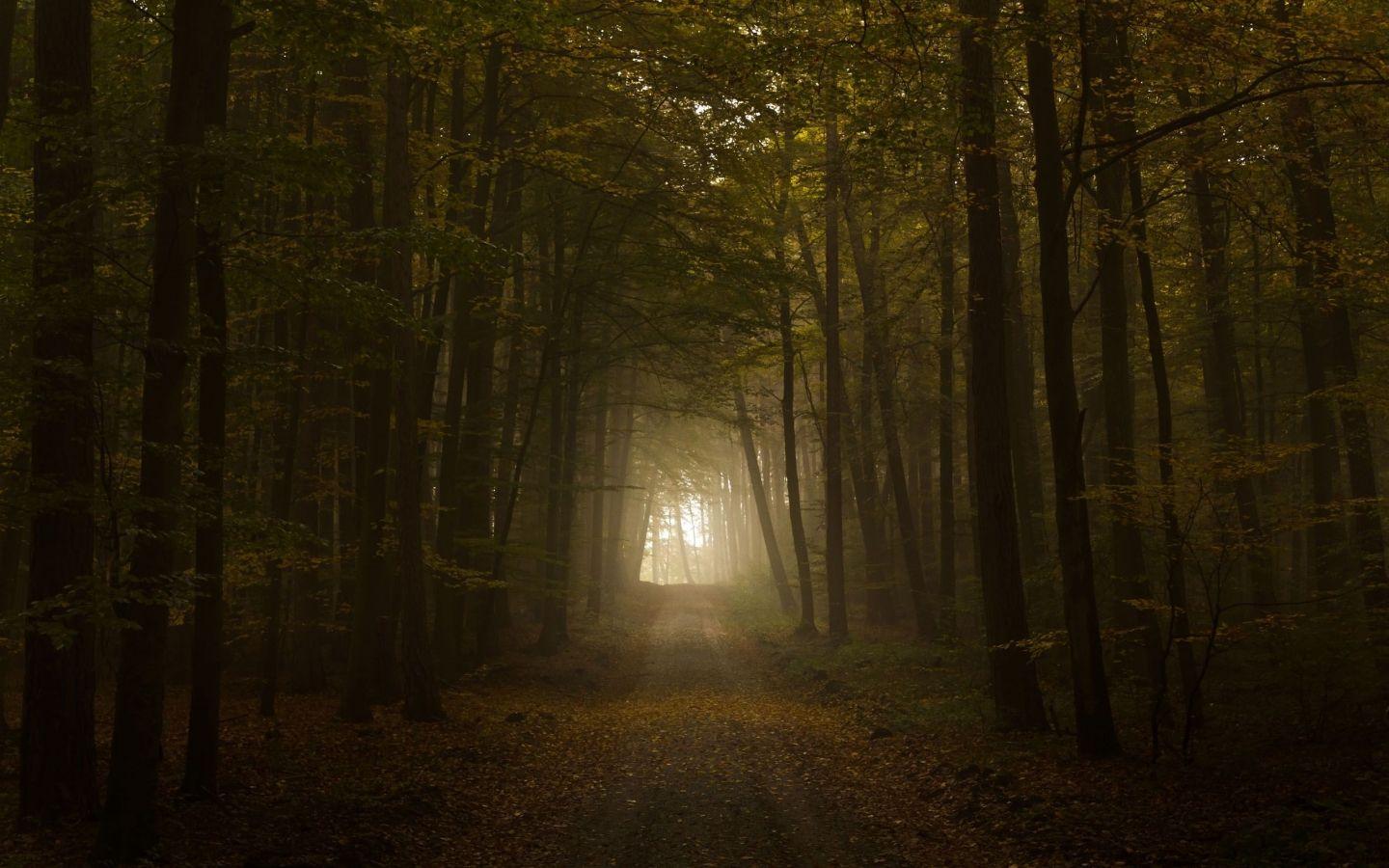 1440x900 Free download Forbidden forest harry potter wiki The forbidden forest also [2560x1600] for your Desktop, Mobile & Tablet. Explore Forbidden Forest Wallpaper. Forbidden Forest Wallpaper, Forbidden City Wallpaper, Wallpaper Forest