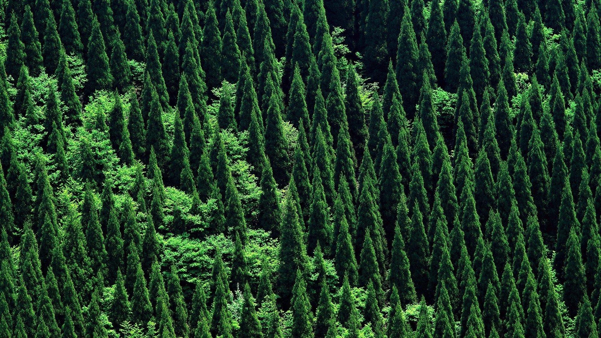 1920x1080 Free download Forest wallpaper full HD 1920x1080 for computer