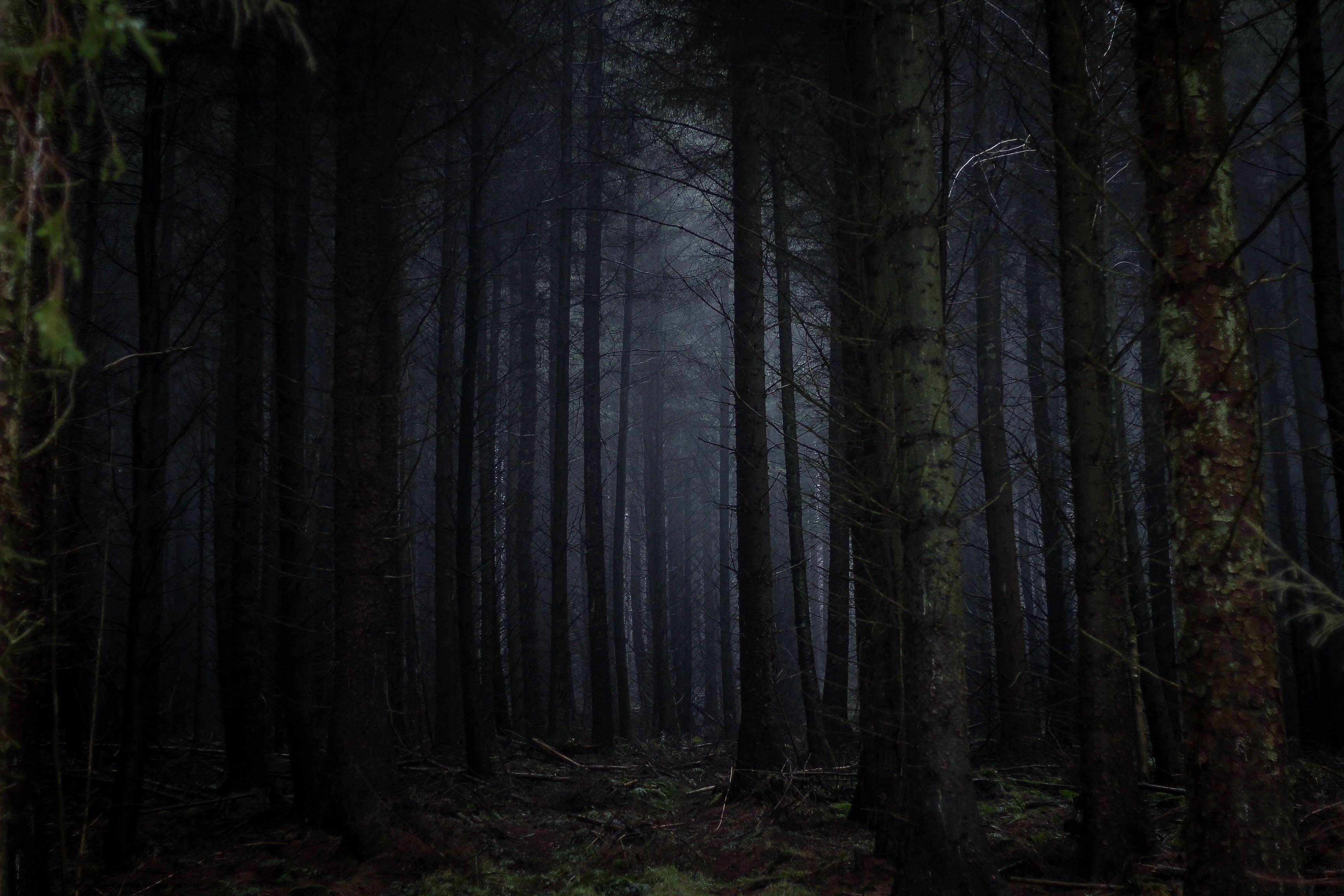 3456x2304 photography of forest photo