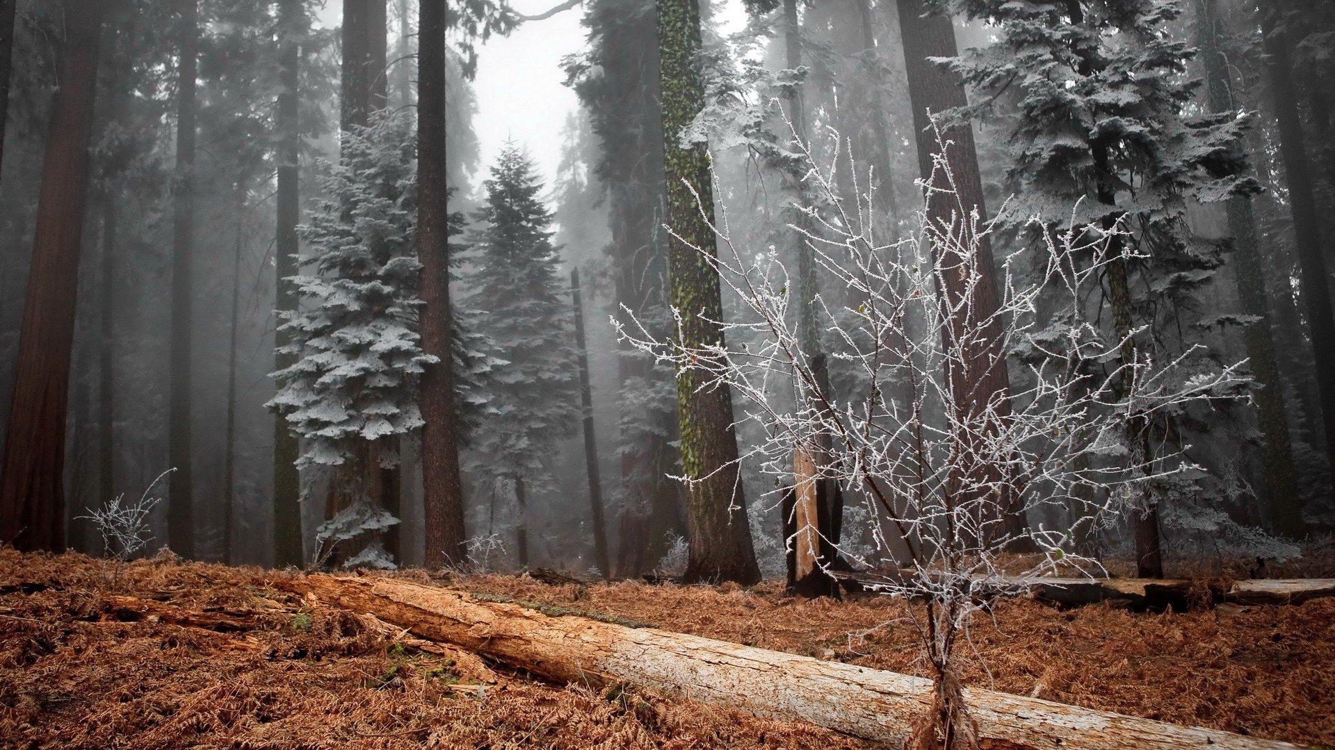 1920x1080 High resolution Forest HD 1920x1080 wallpaper for desktop