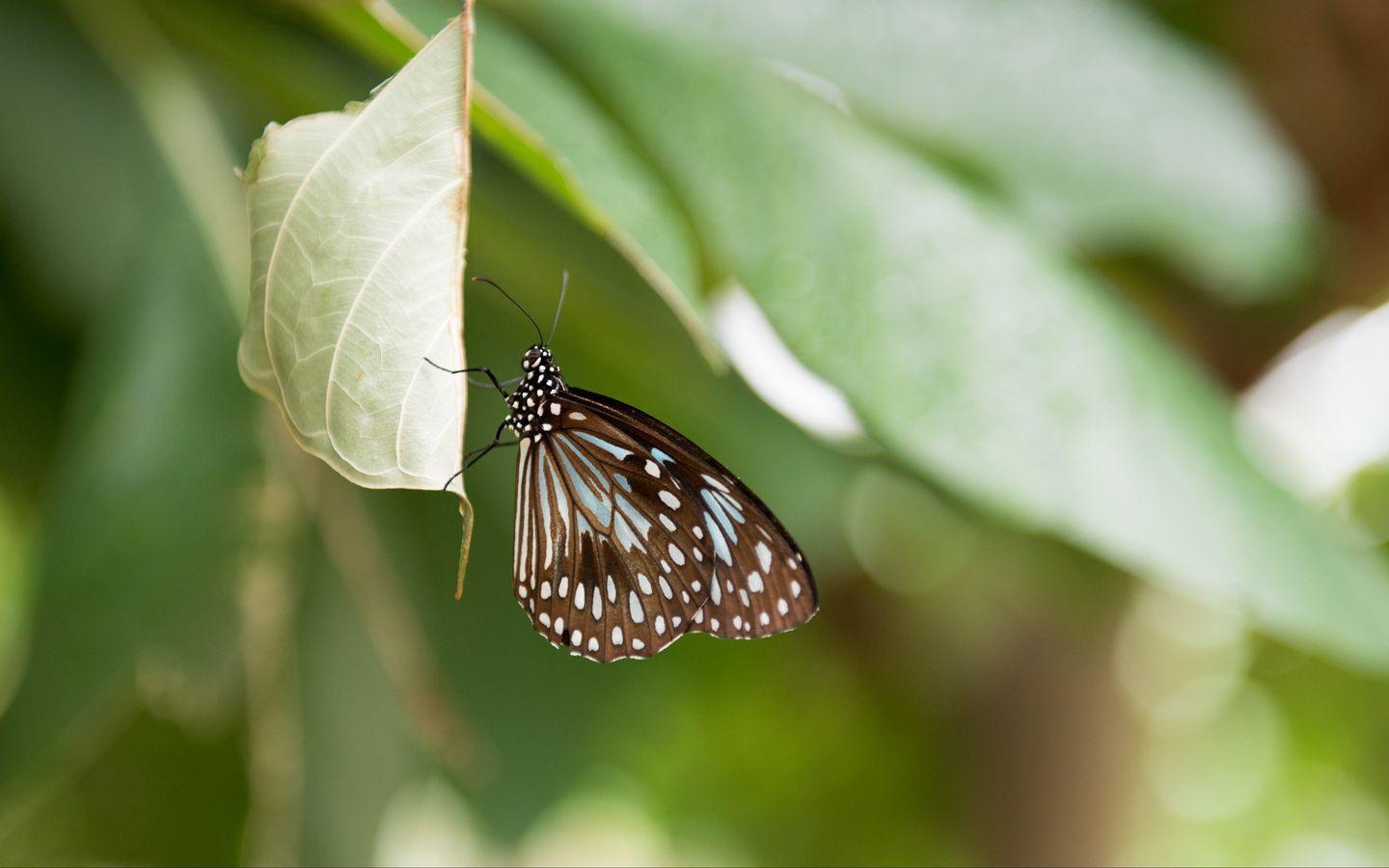1440x900 Download wallpaper 1440x900 butterfly, insect, leaf, macro, diffuse widescreen 16:10 HD background
