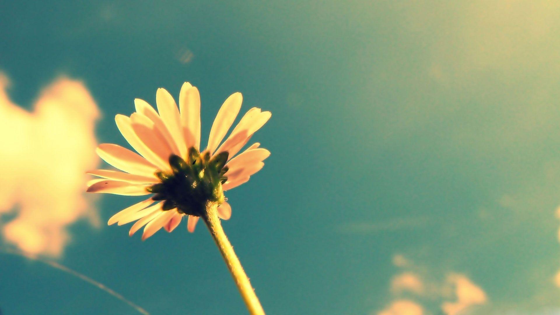 1920x1080 Vintage Flower 1080p Background