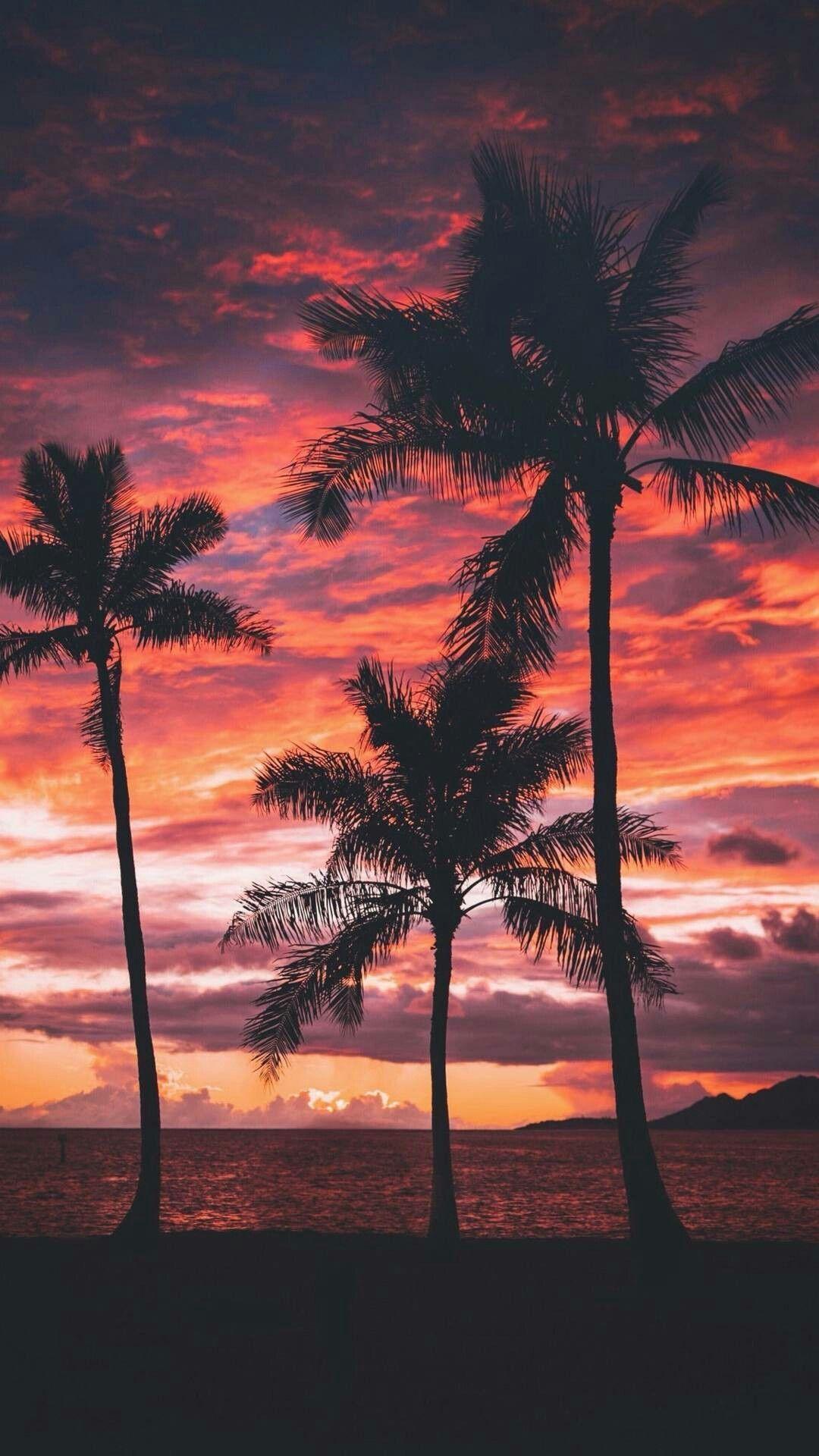 Palm Sunset iPhone Wallpapers - Top Free Palm Sunset iPhone Backgrounds
