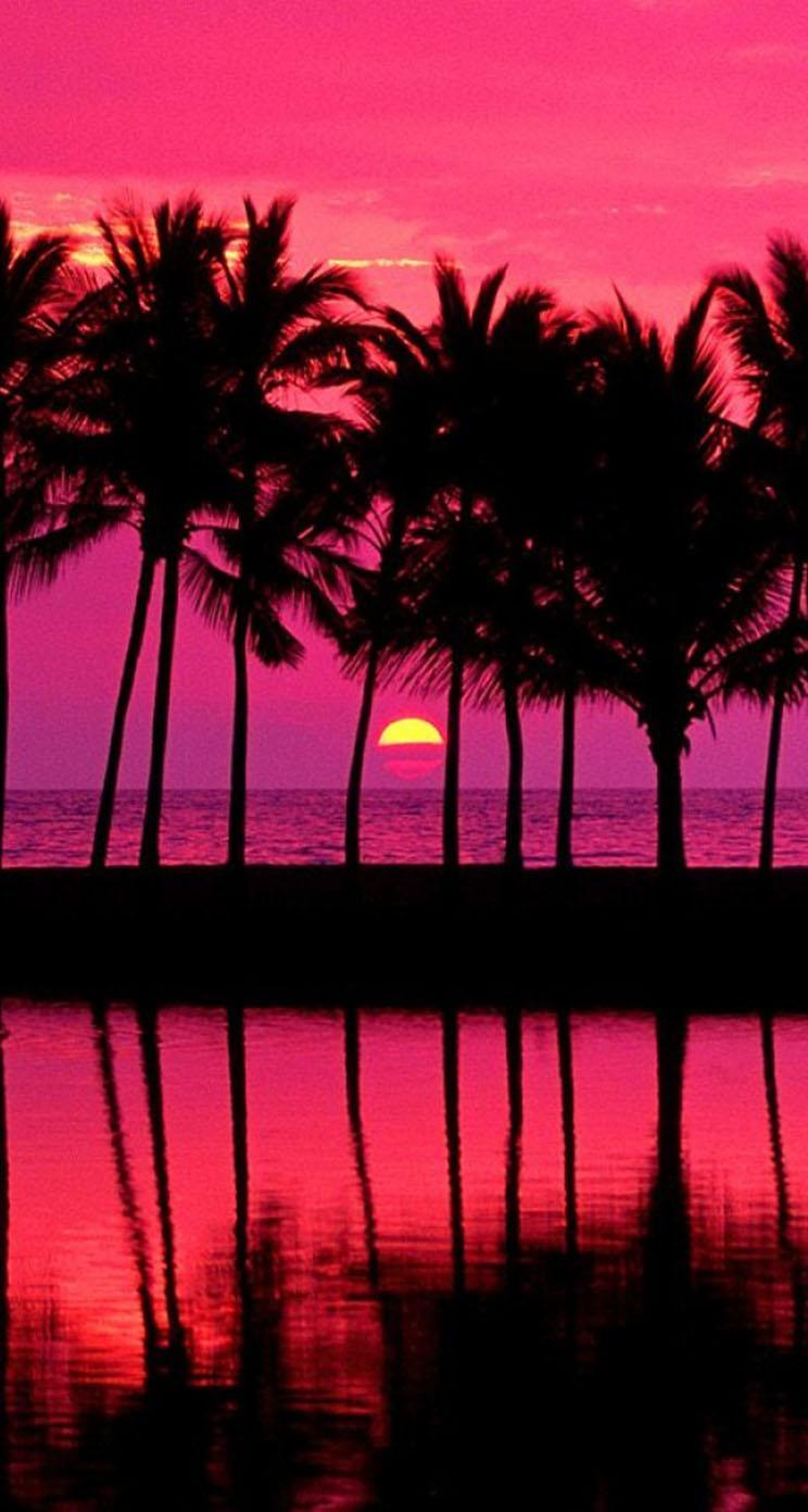744x1392 Sunset Palm Tree Wallpaper