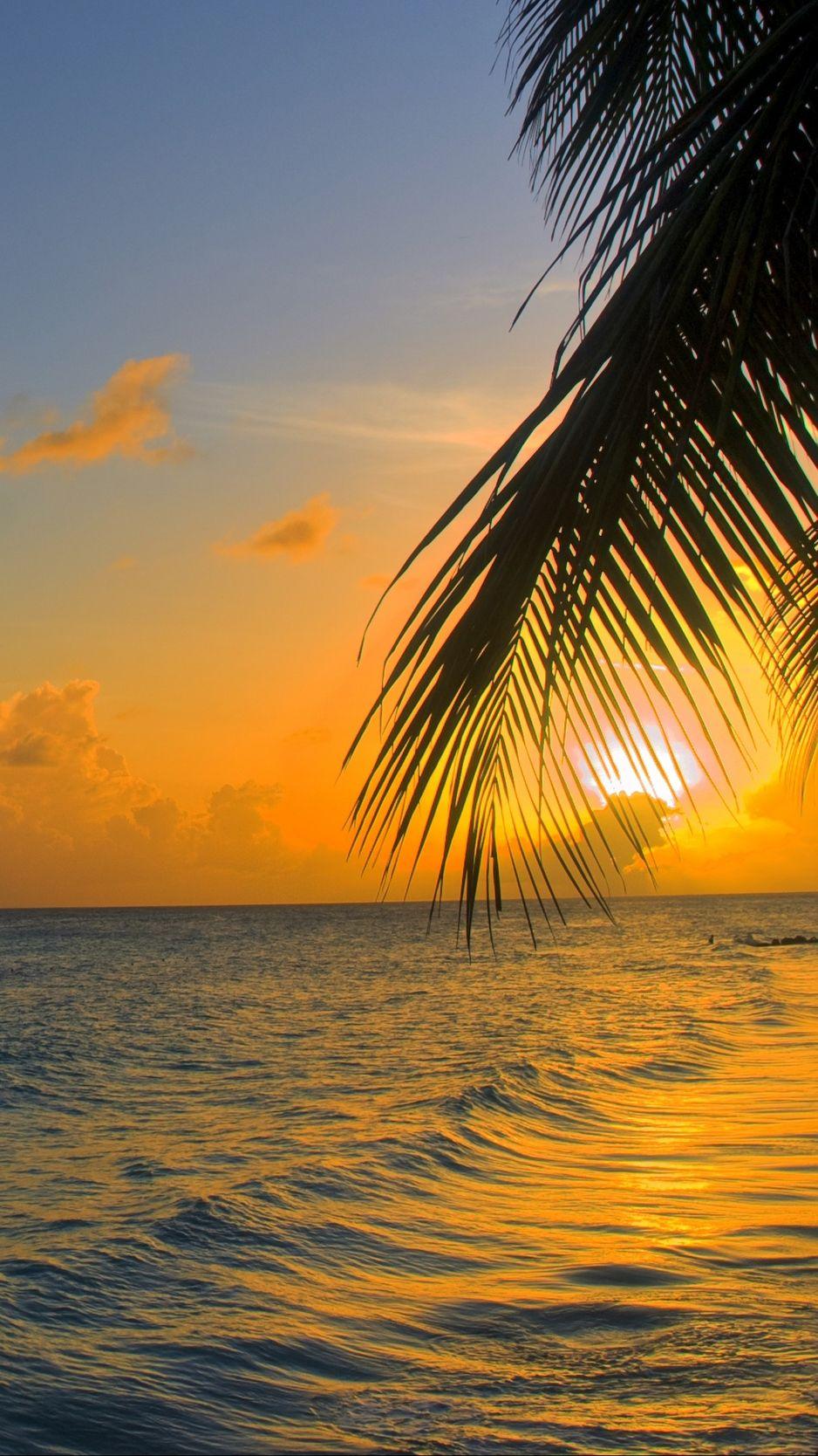 938x1668 Wallpaper Ocean, Sunset, Palm, Beach, Barbados Sunset Background iPhone
