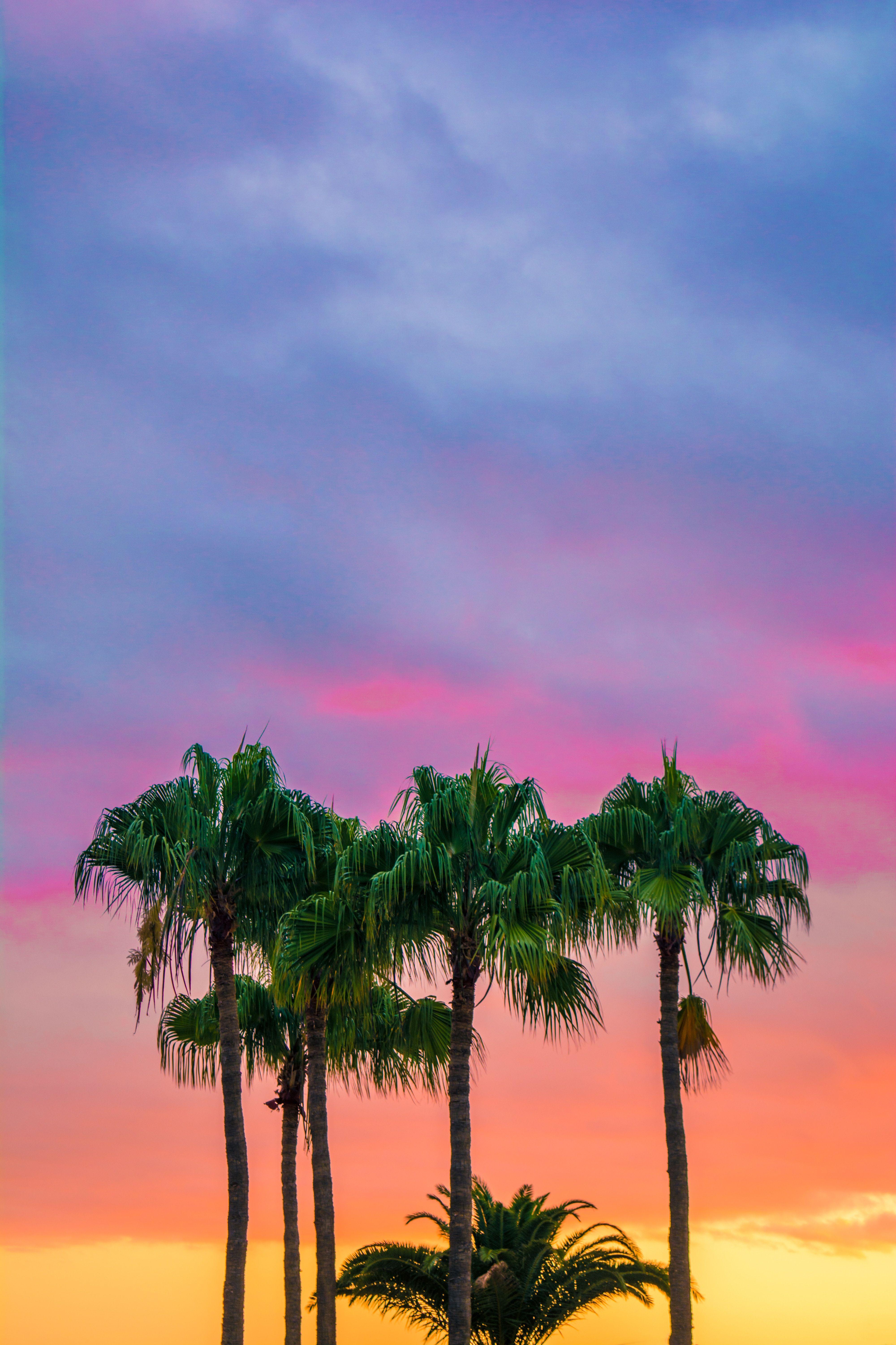 4000x6000 Colorful, Palm Trees iPhone Wallpaper