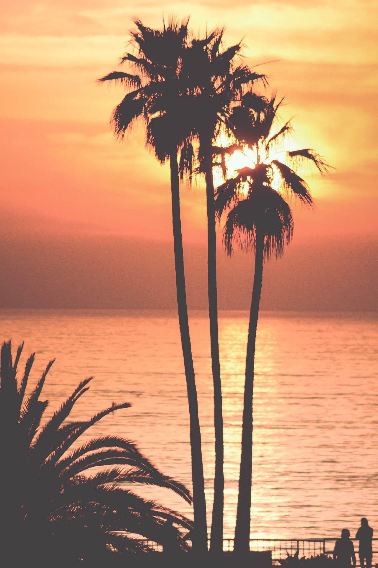 1280x1920 Palm Tree Sunset Wallpaper