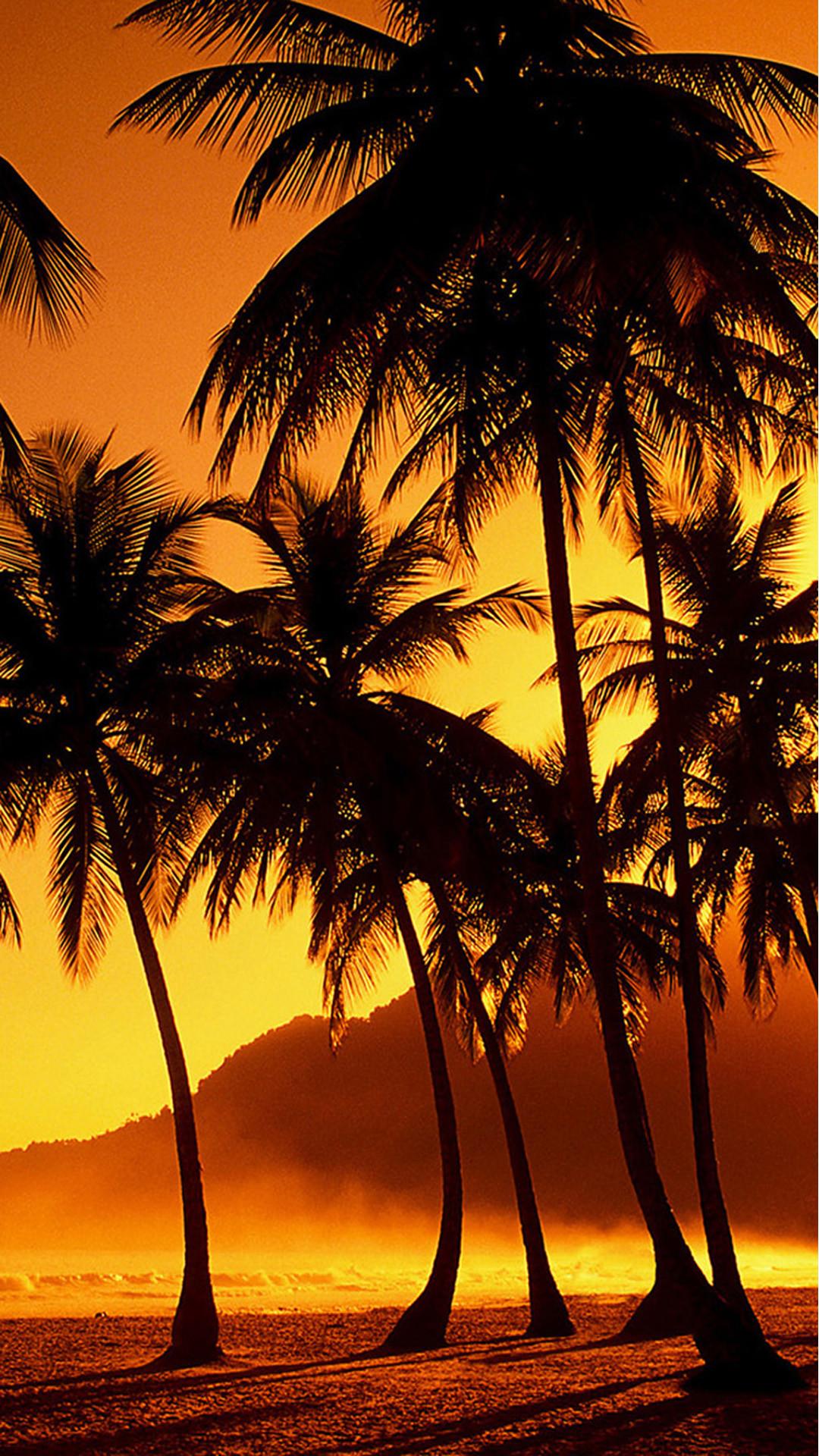 1080x1920 Palm Tree Sunset Wallpaper, 0.85 Mb
