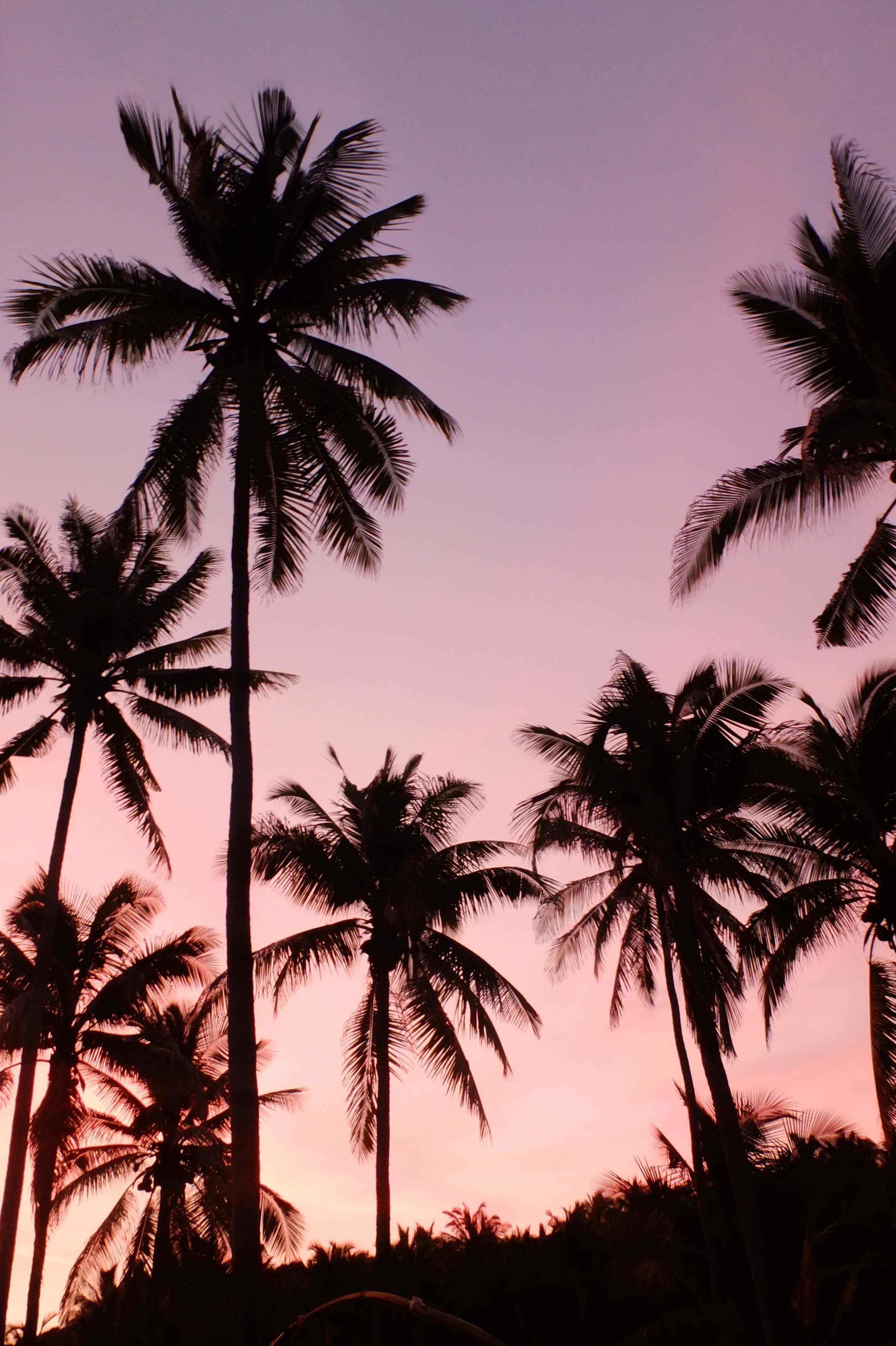 25 Incomparable pink aesthetic wallpaper palm tree You Can Get It At No ...