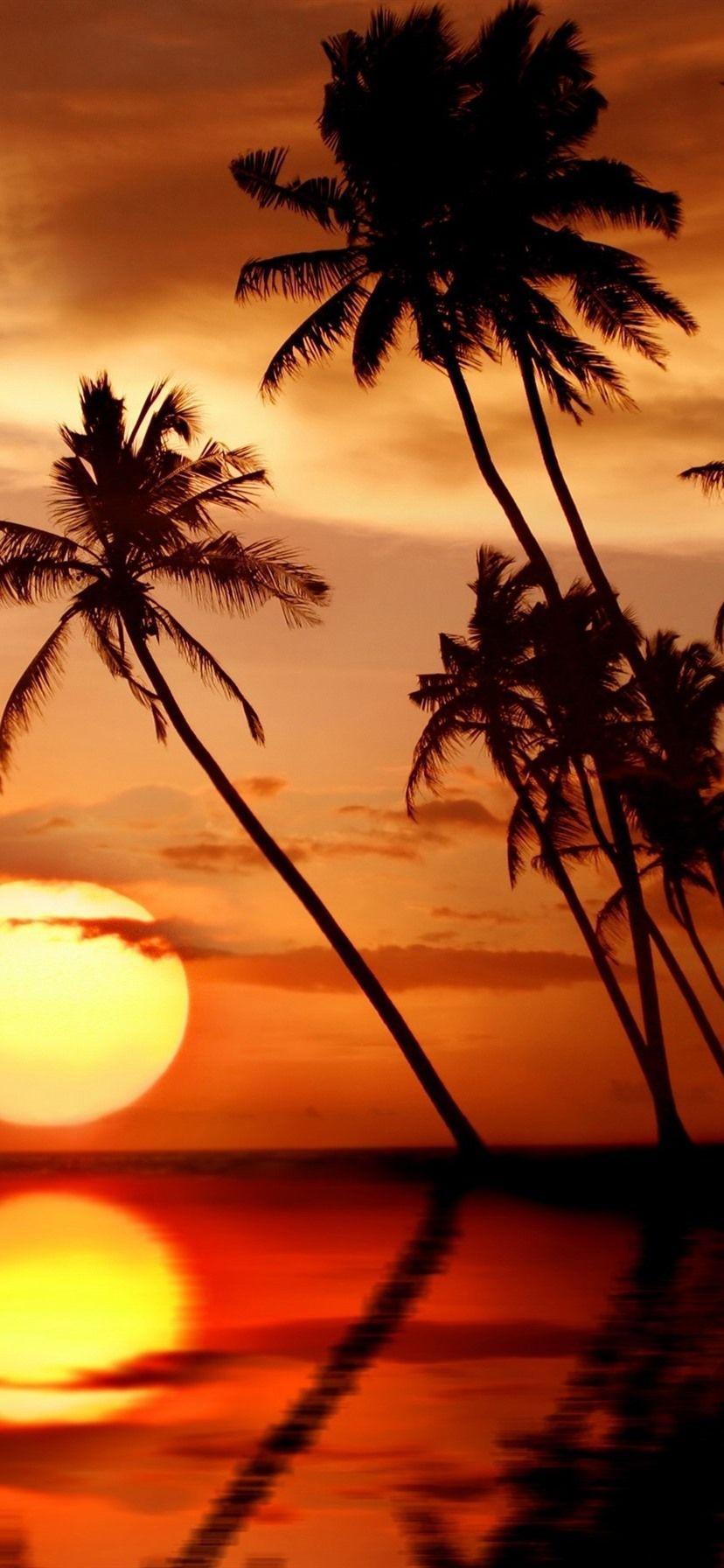 Palm Sunset iPhone Wallpapers - Top Free Palm Sunset iPhone Backgrounds ...